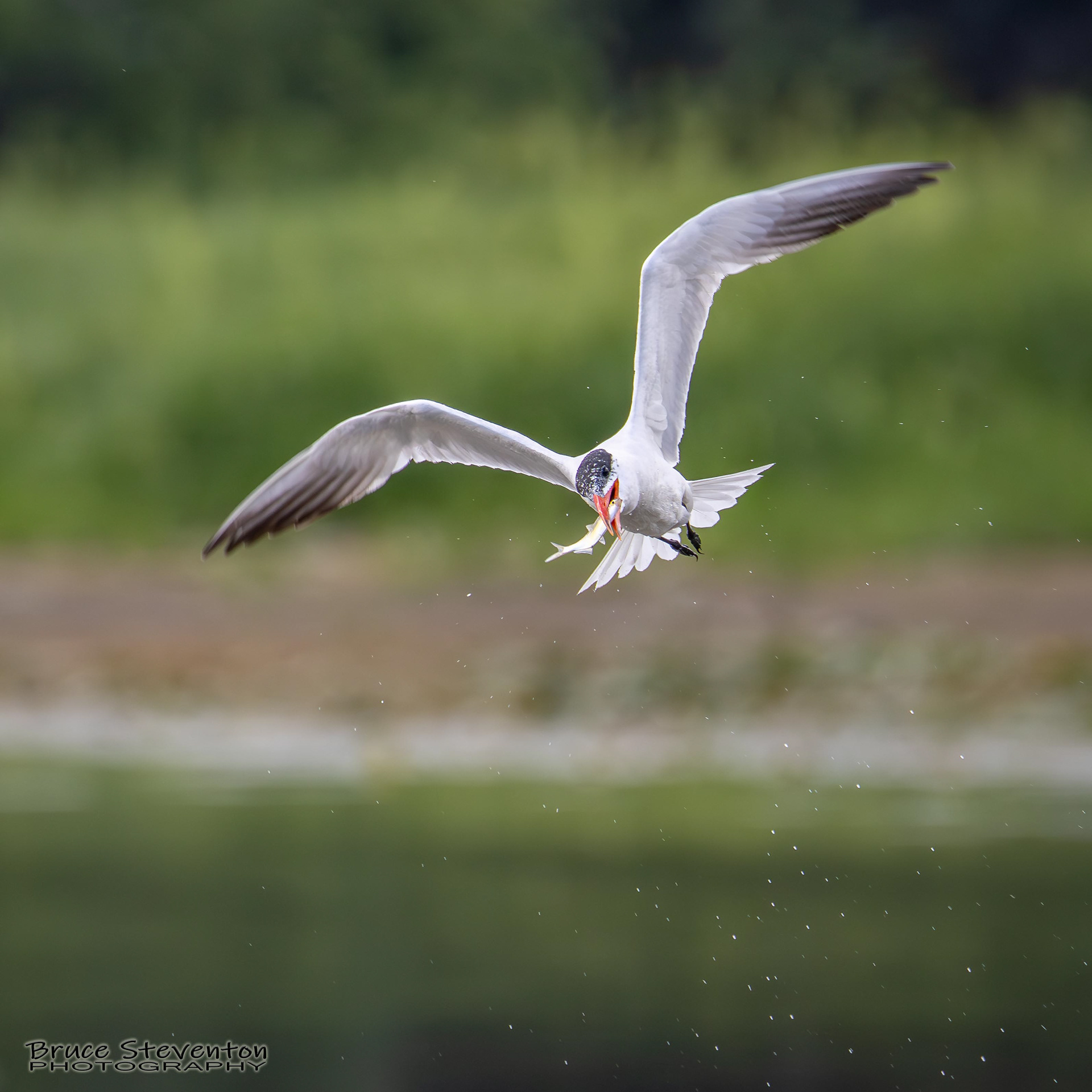 Common Tern