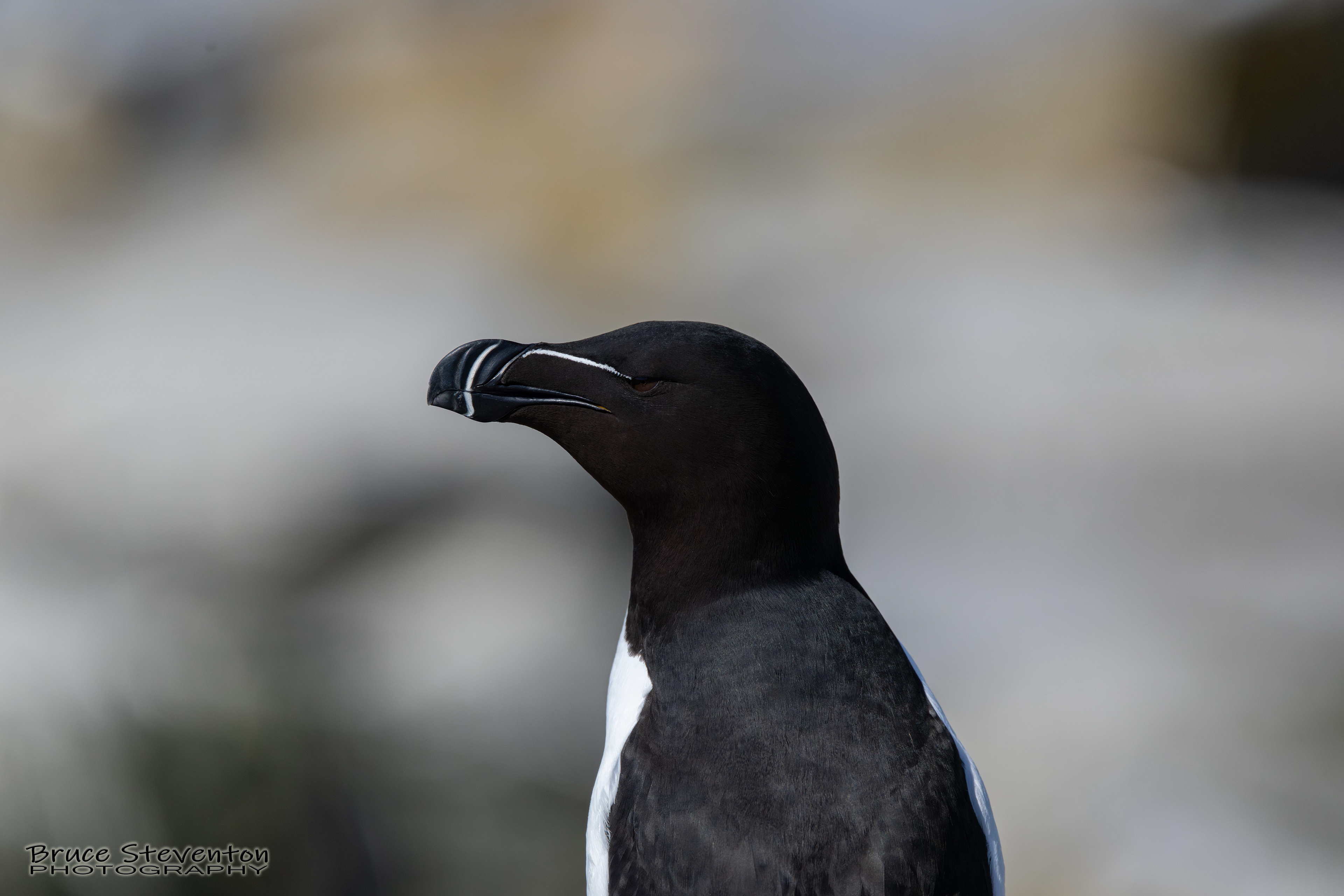 Razorbill