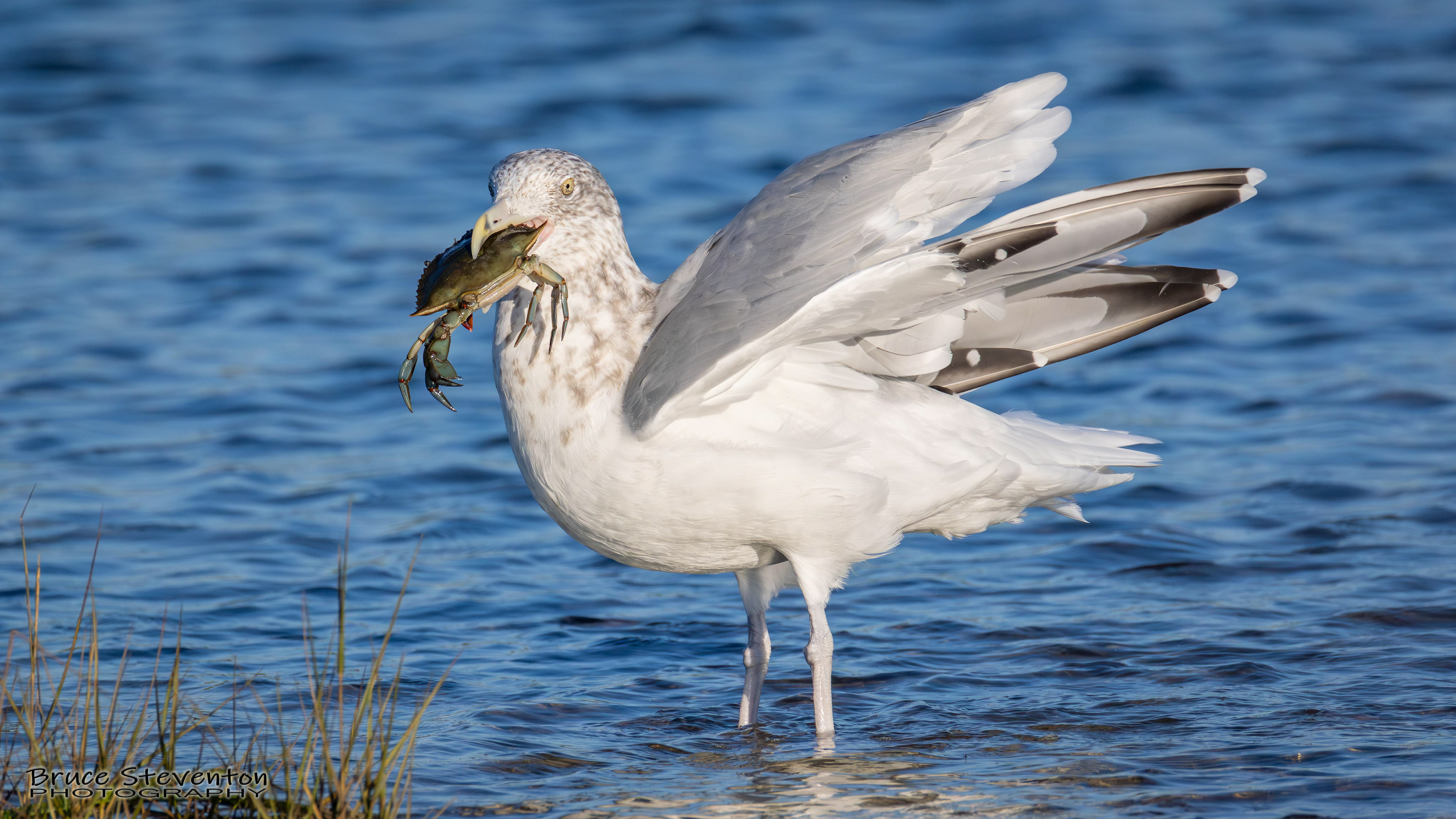 Herring Gull