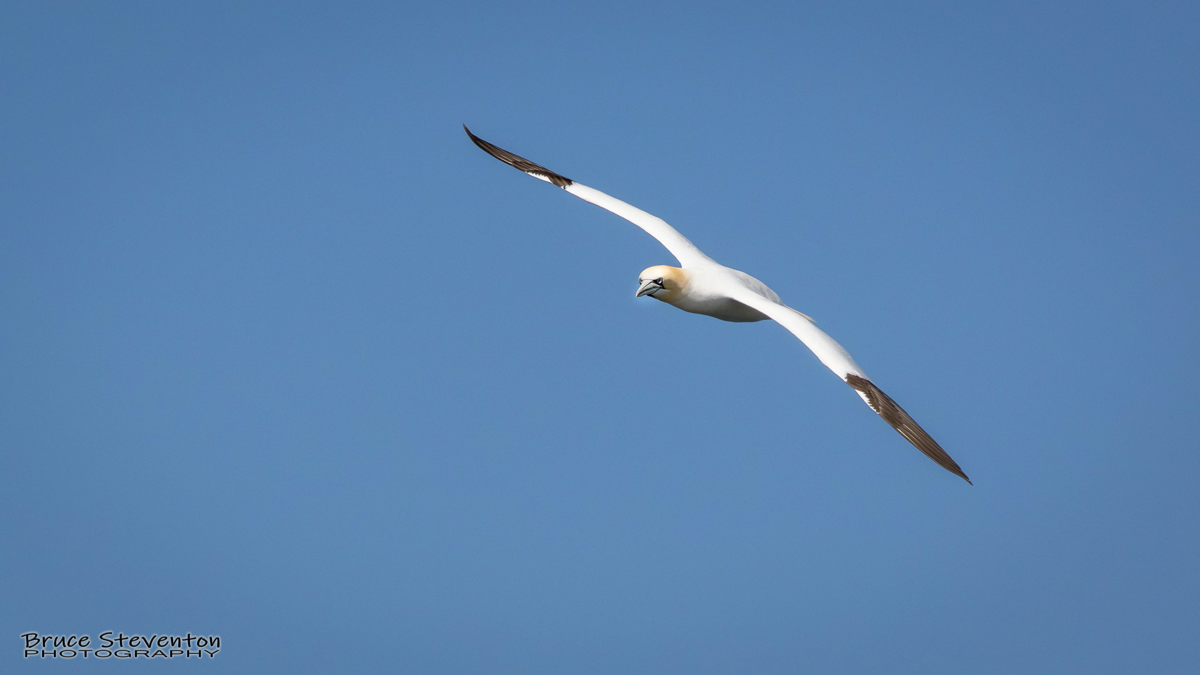 Northern Gannet - Last Image of this set