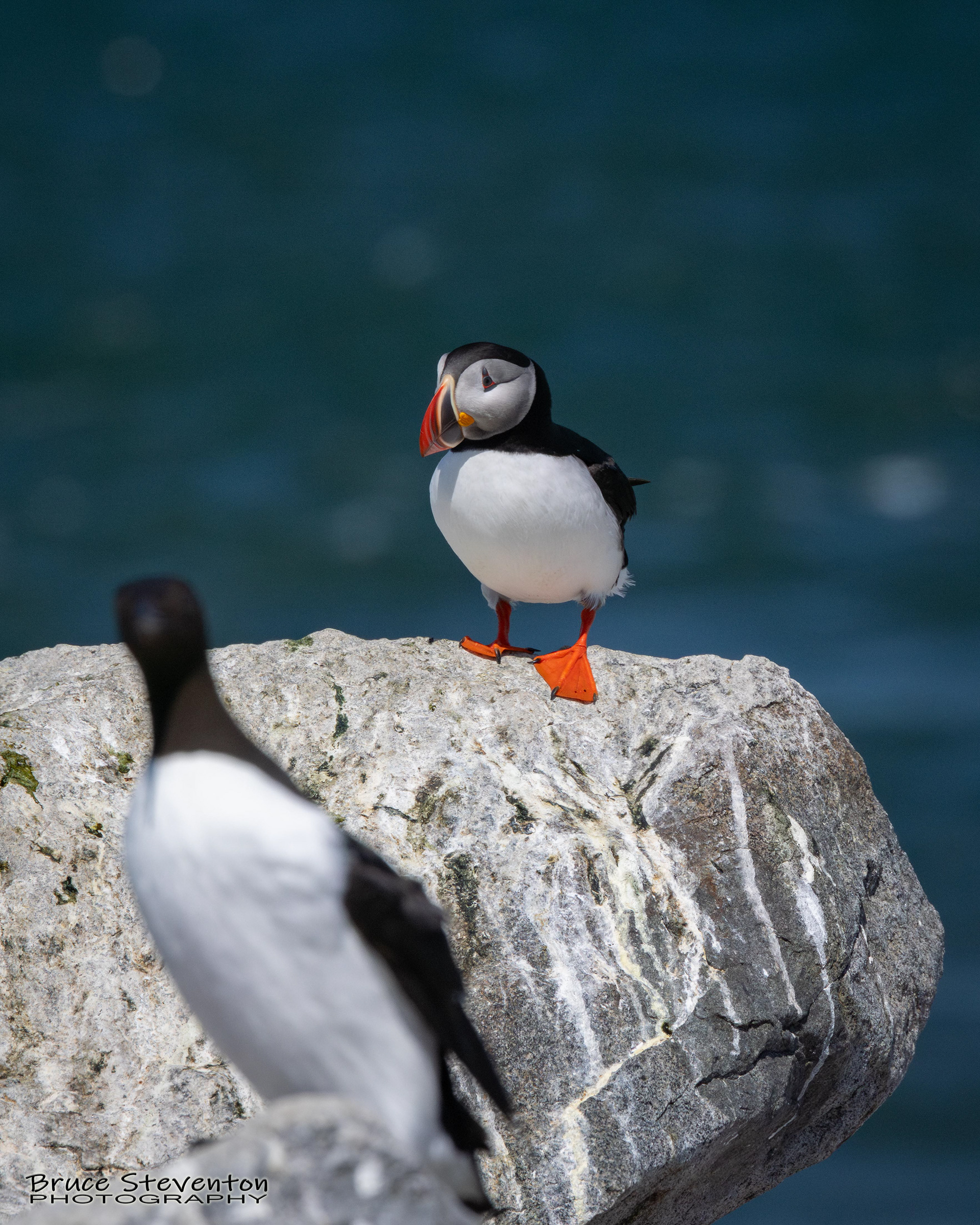 Atlantic Puffin