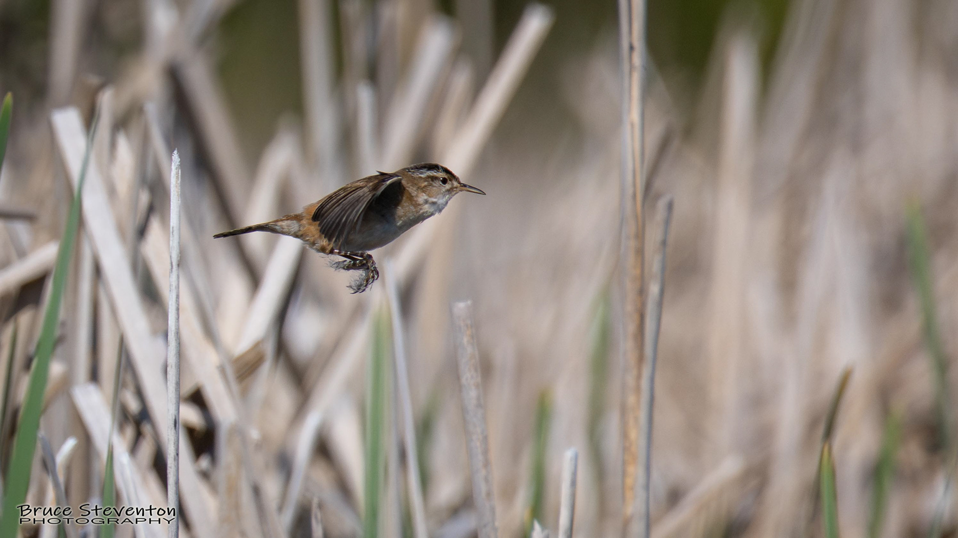 Marsh Wren