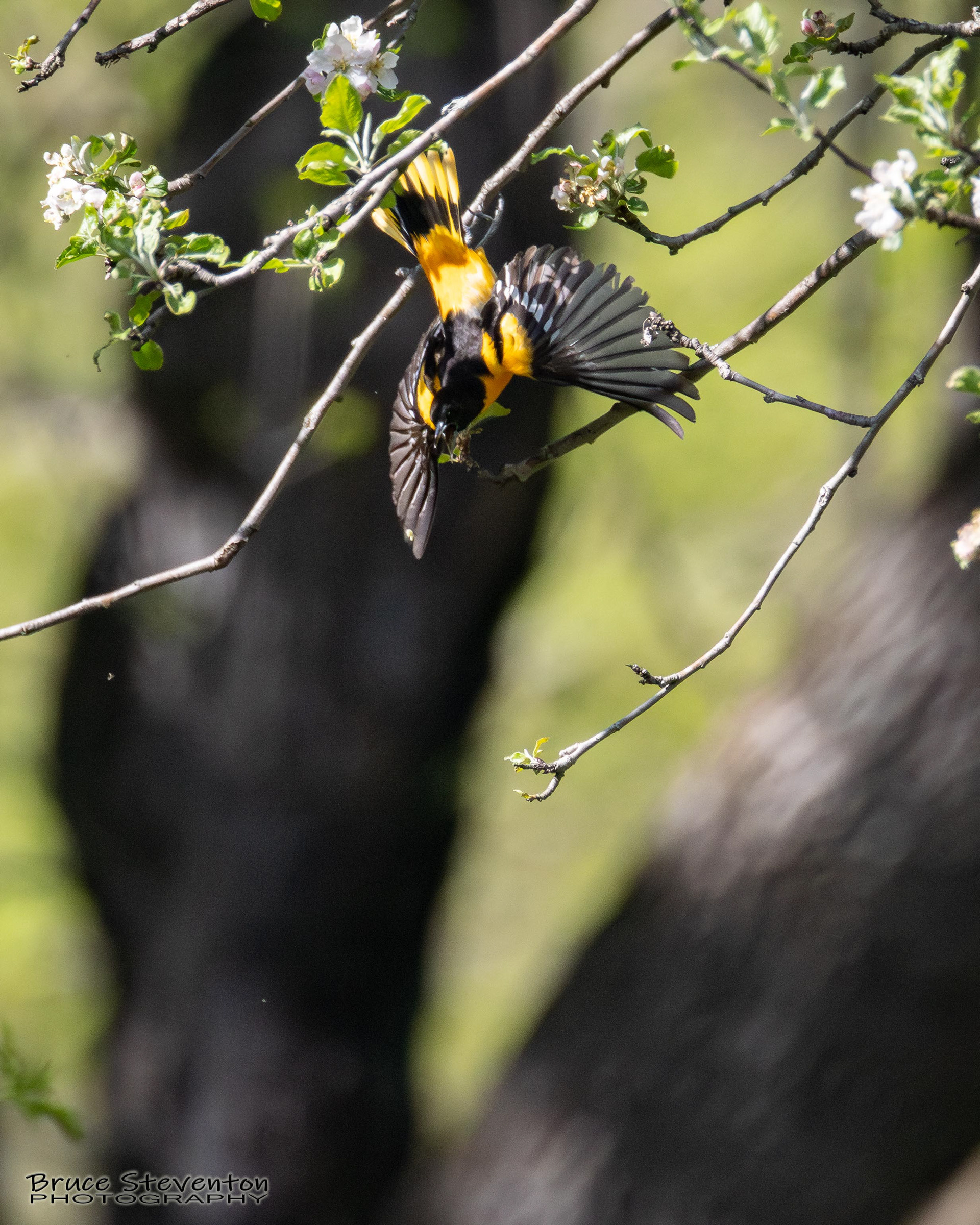 Caterpillar falls, Oriole reacts