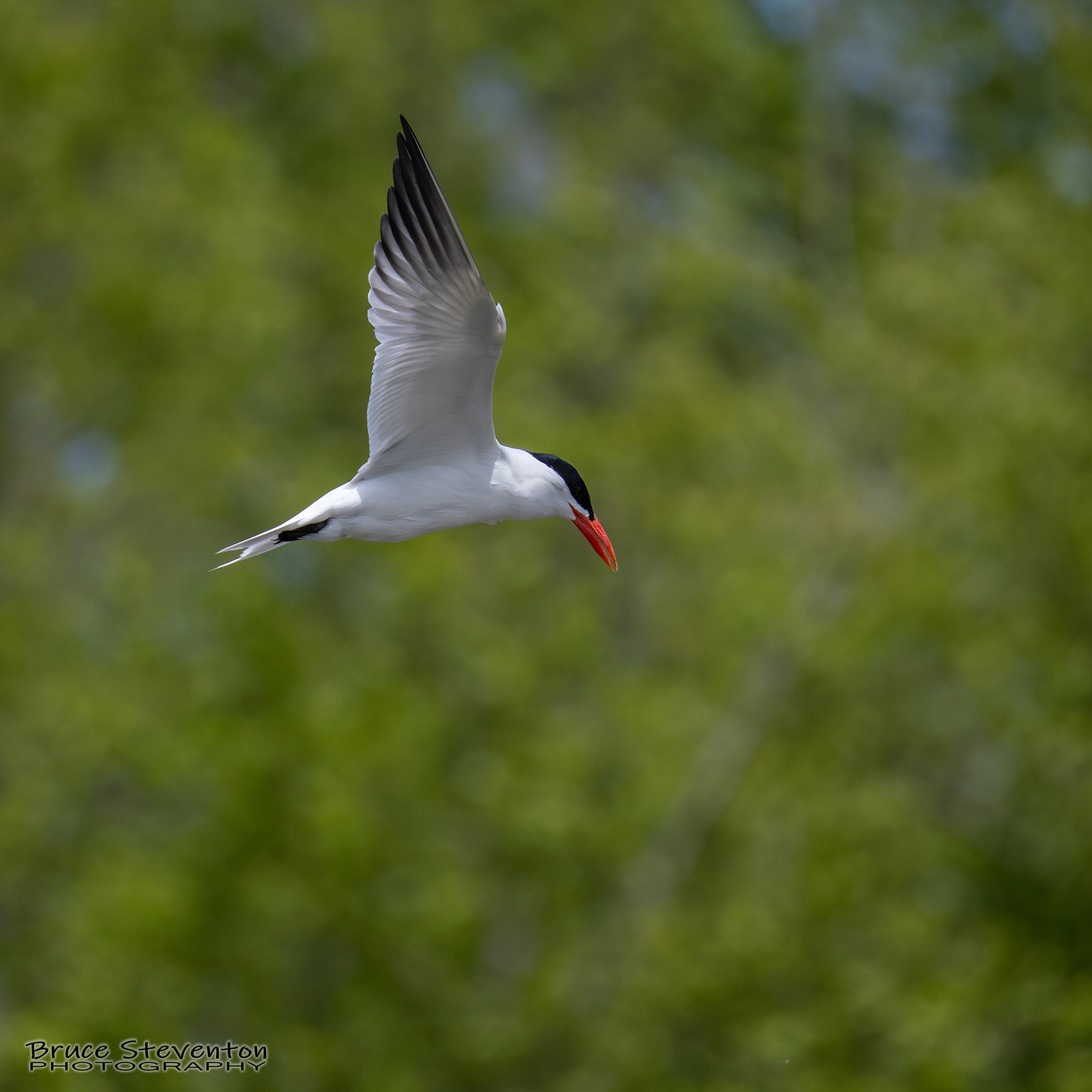 Common Tern - Last Photo