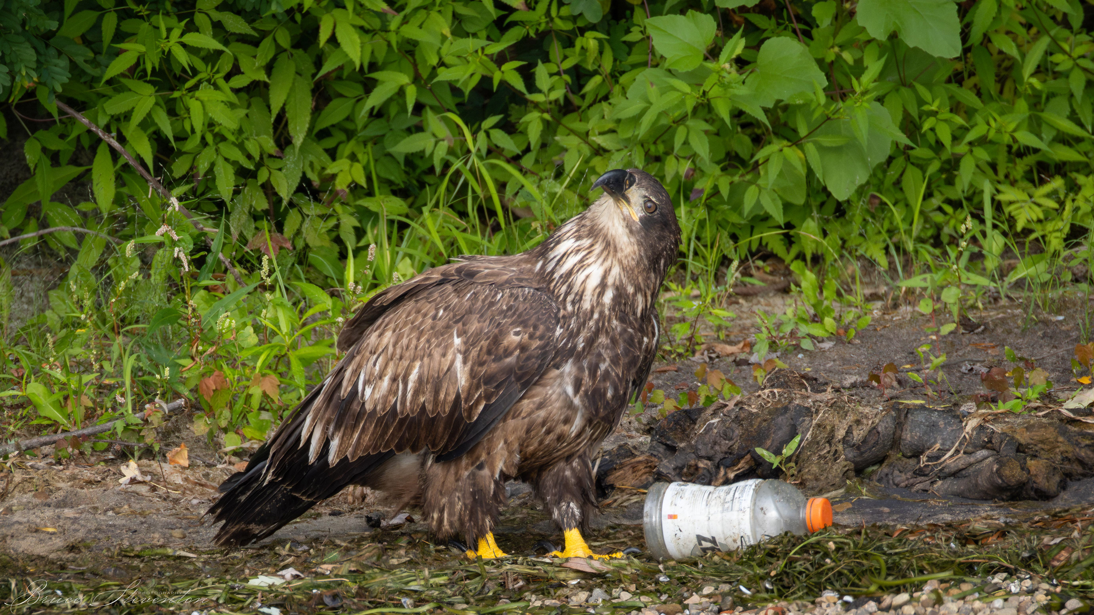 Bald Eagle, Immature