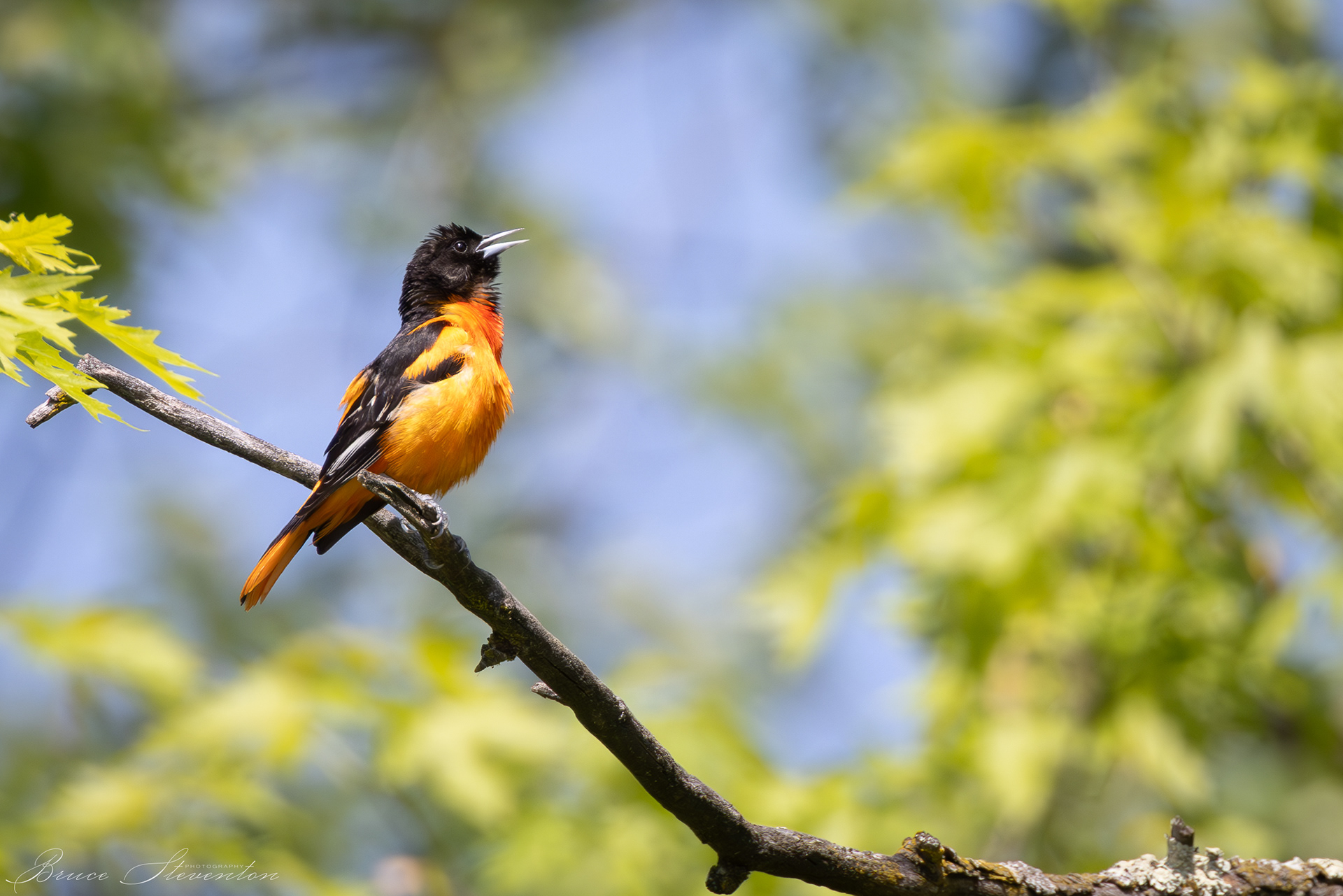 Baltimore Oriole (M), singing in the spring.