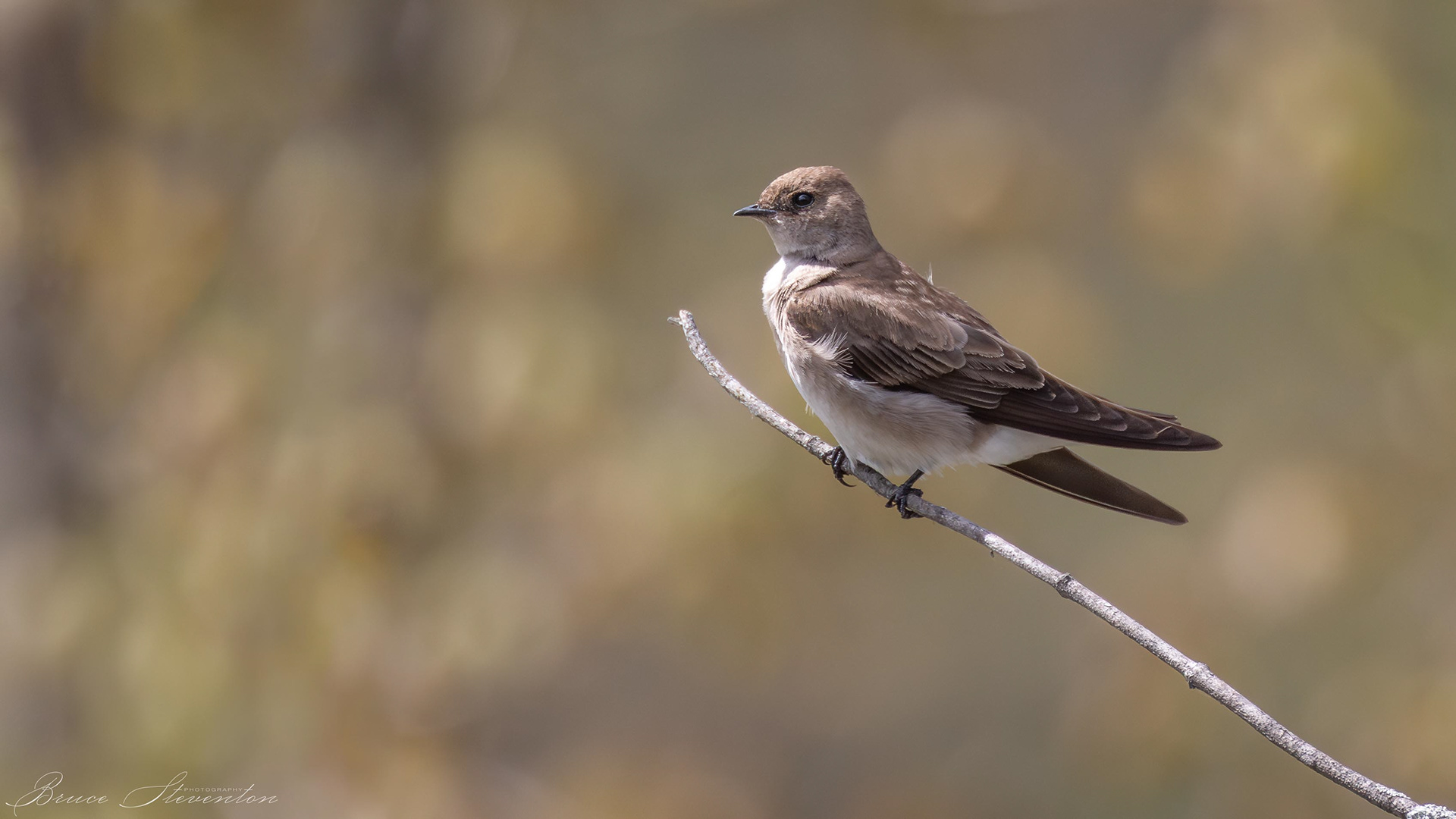 Rough-winged Swallow