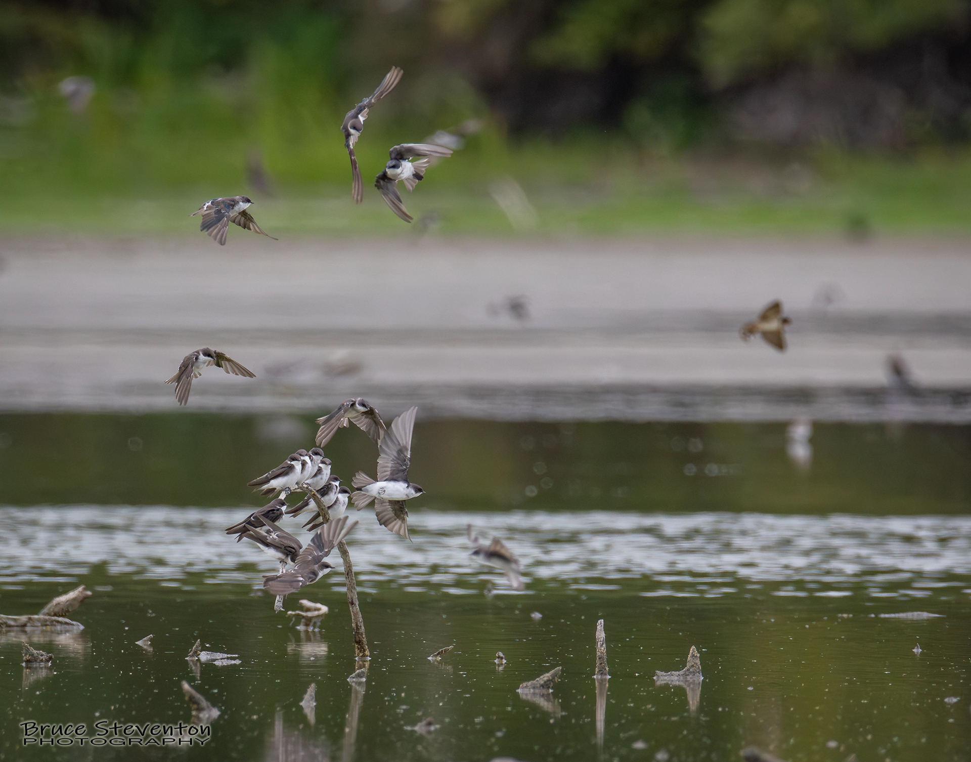 Tree Swallow