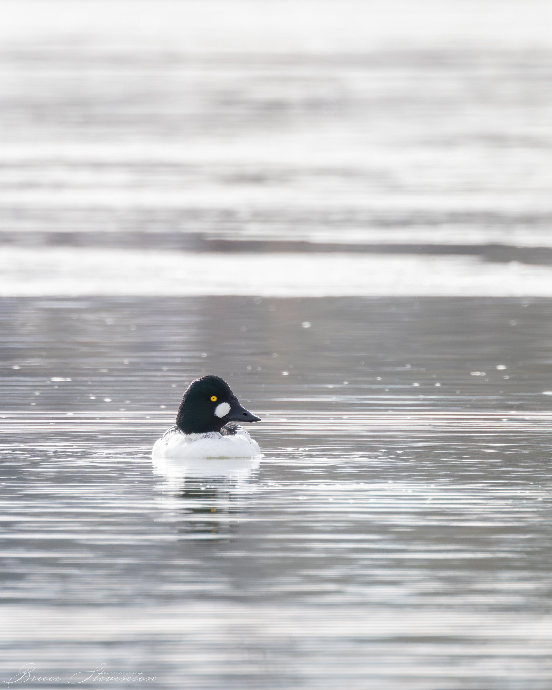 Common Goldeneye - Male