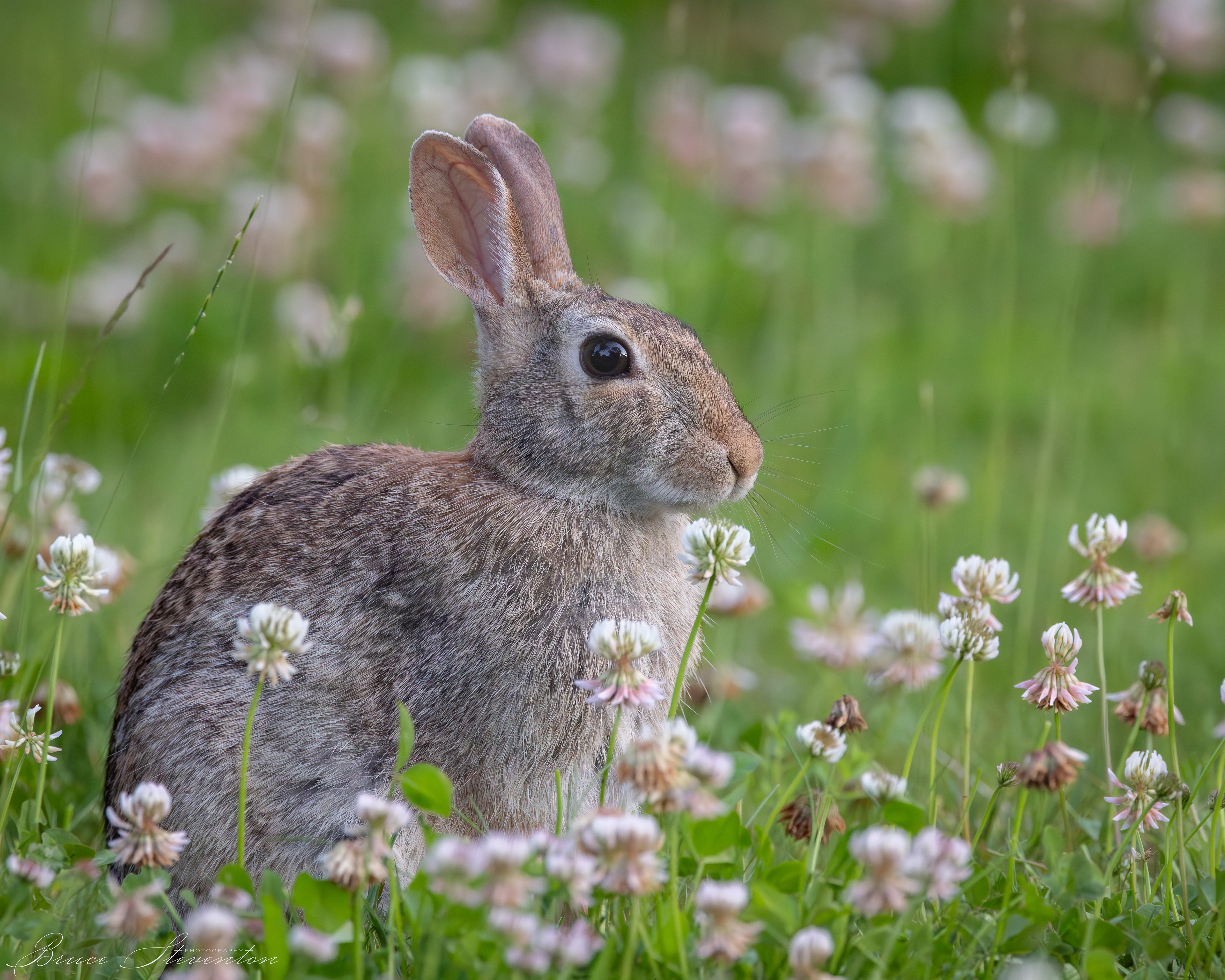 Cottontail Rabbit