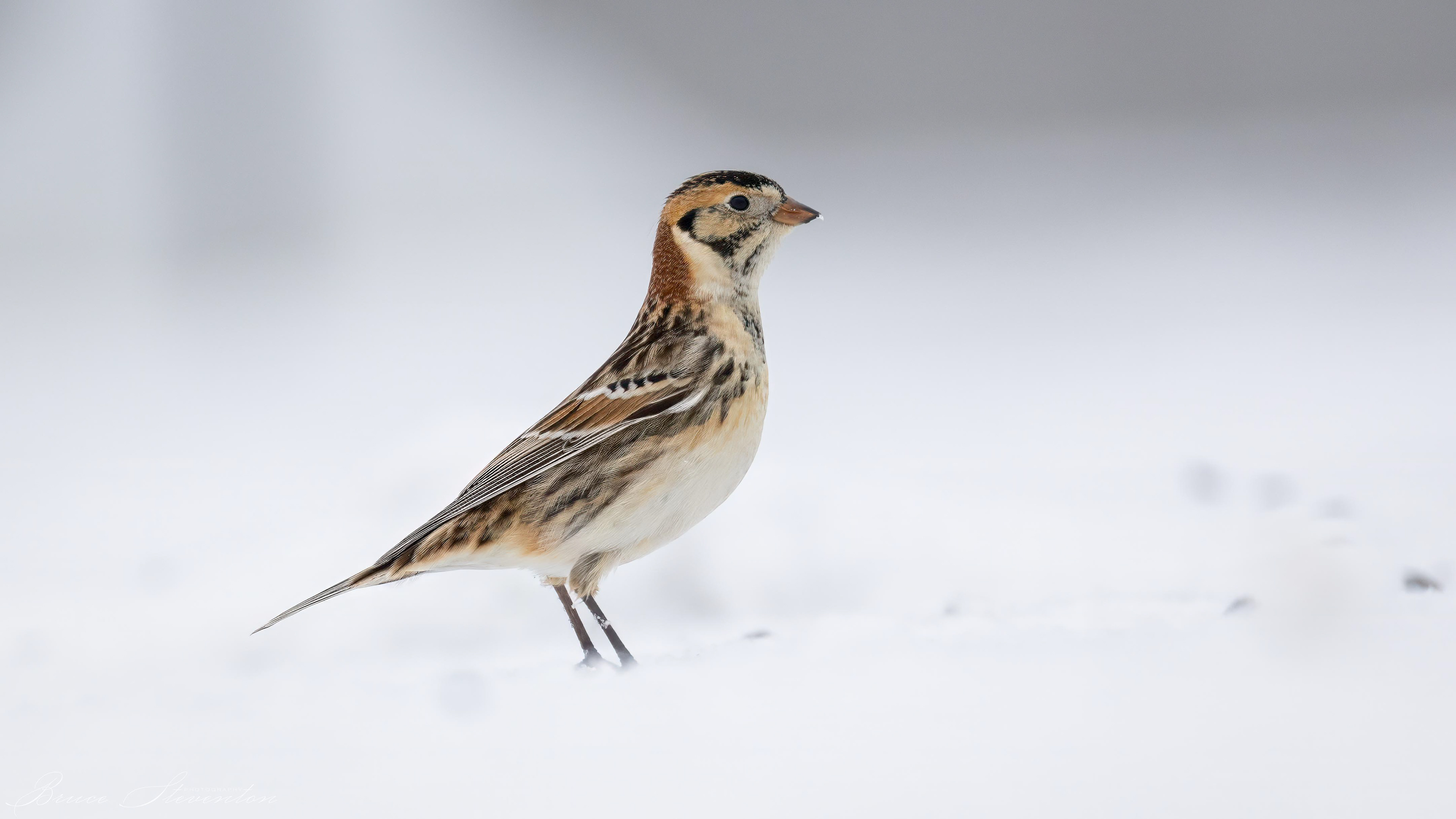 Lapland Longspur