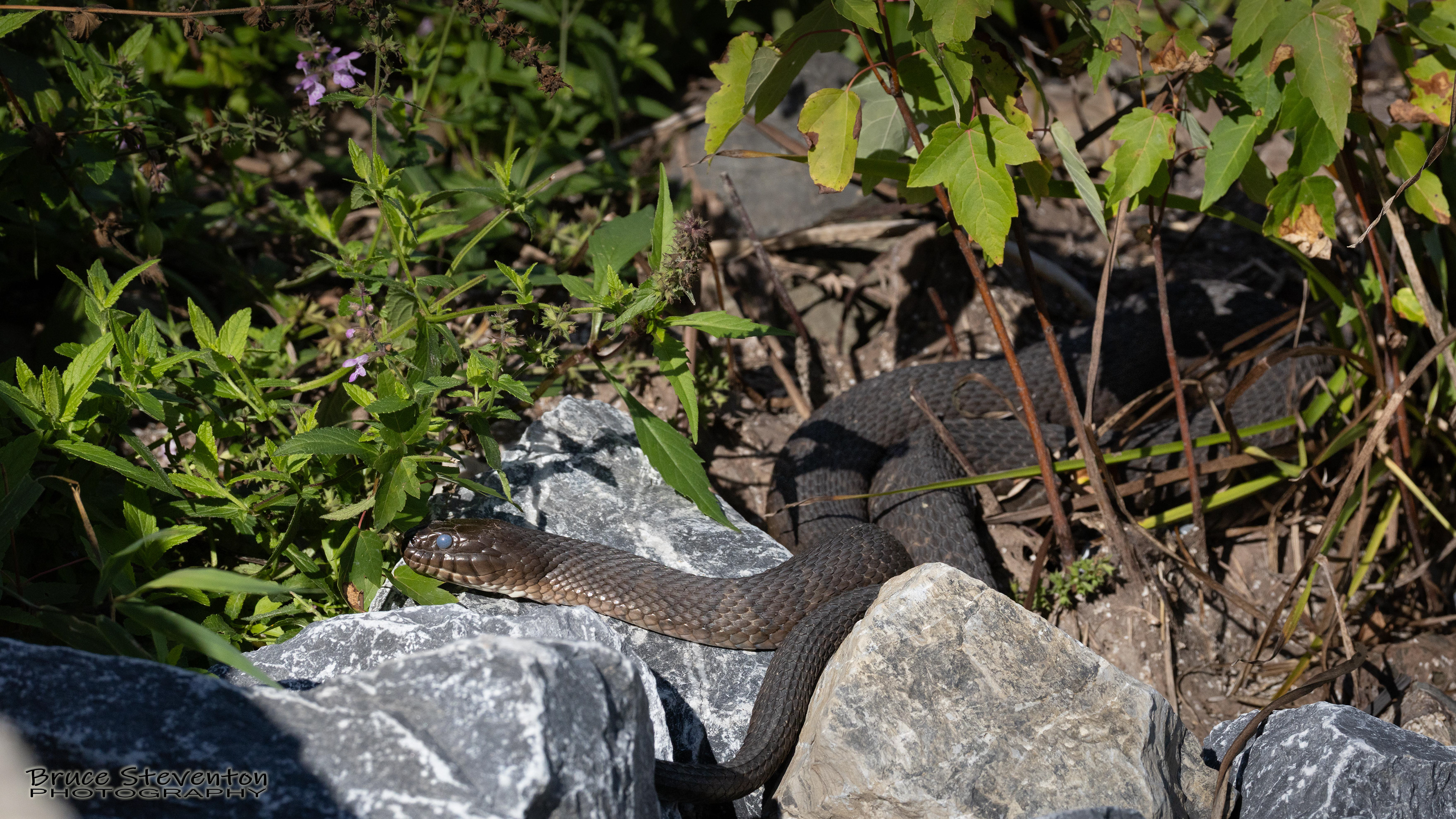 Common Water Snake - Ferrisburg, VT