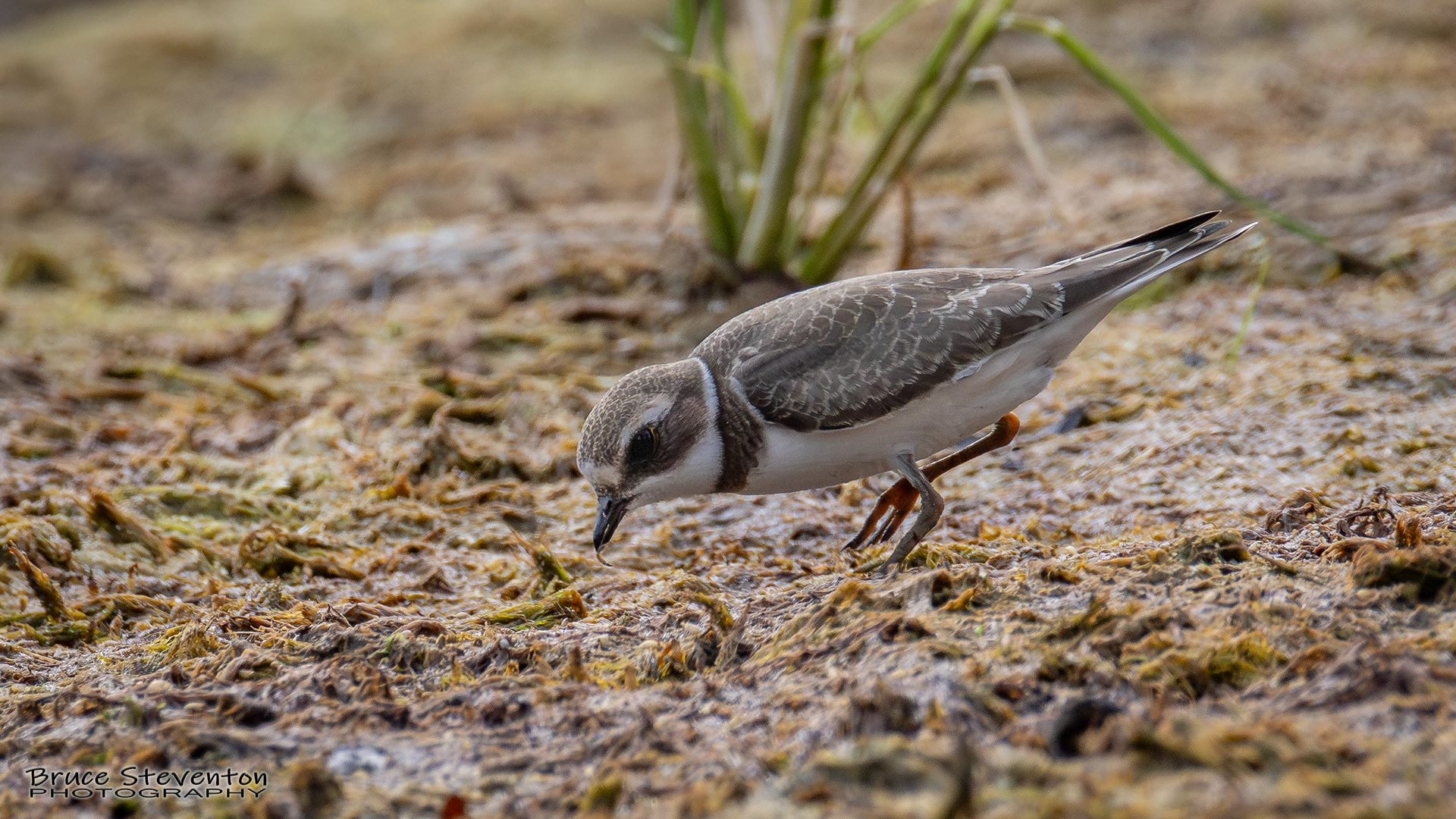 Semipalmated Plover