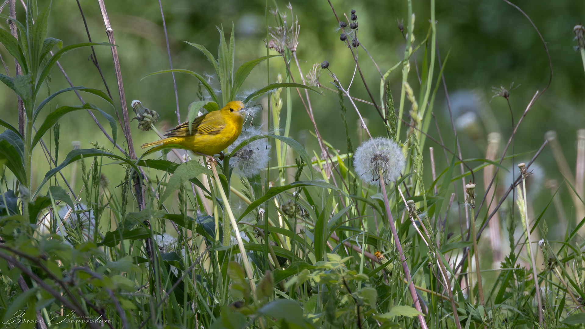 Yellow Warbler; These dandelion seeds will make a nice soft nest liner.