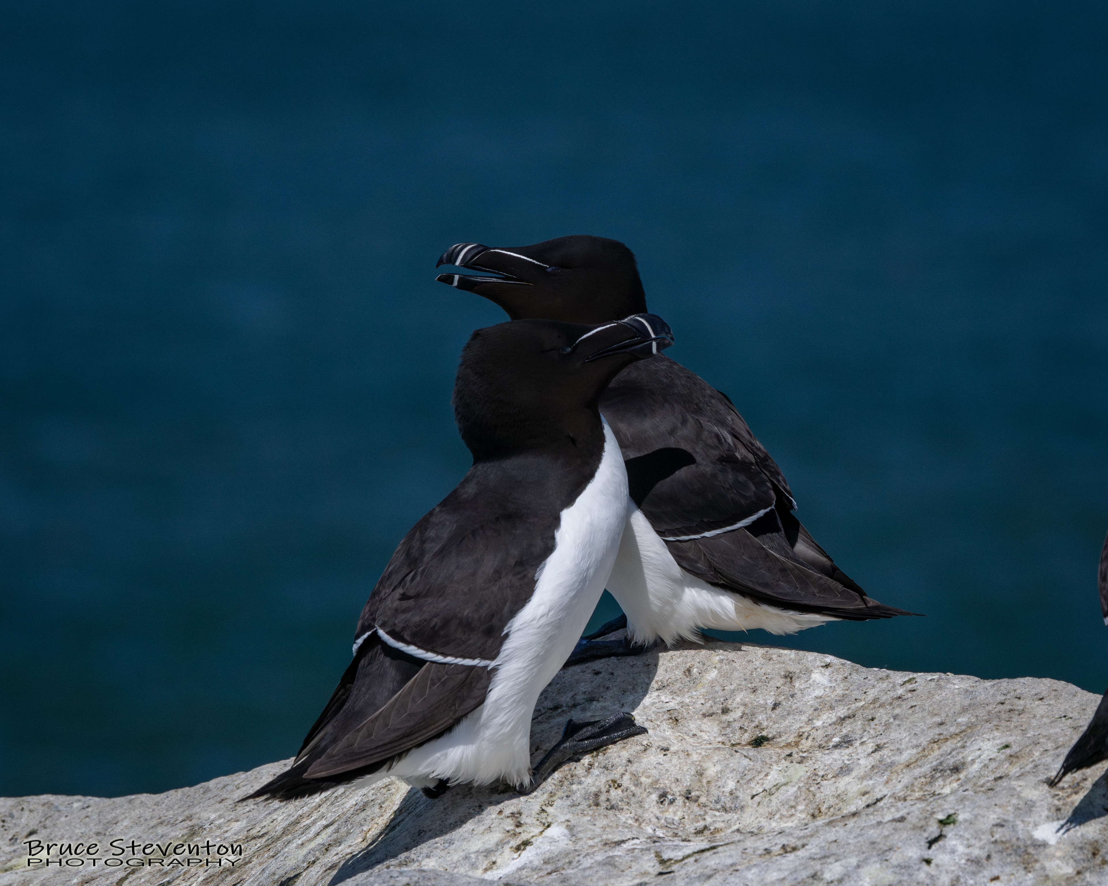 Razorbill