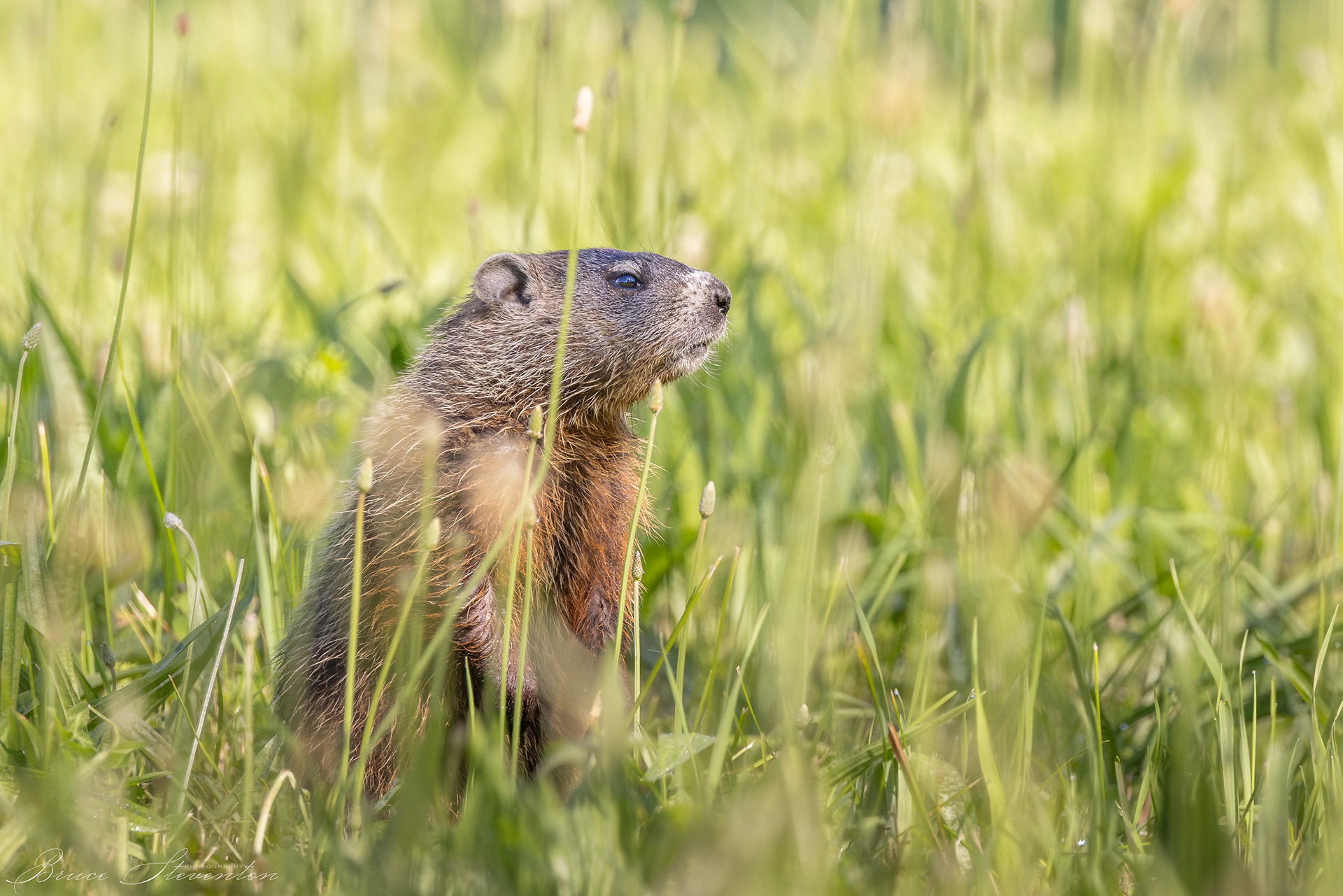 Groundhog/Woodchuck who is not impressed