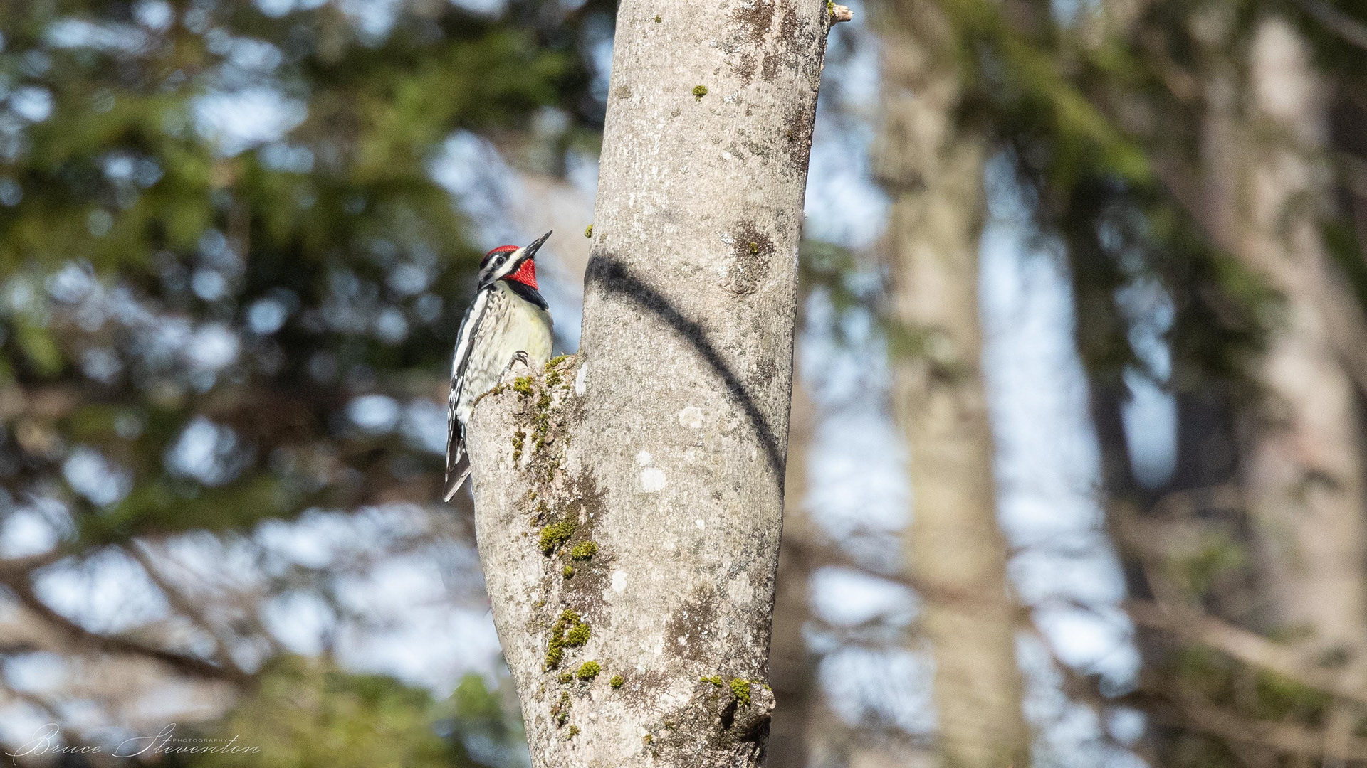 Male Yellow-bellied Sapsucker looking for a good sounding tree