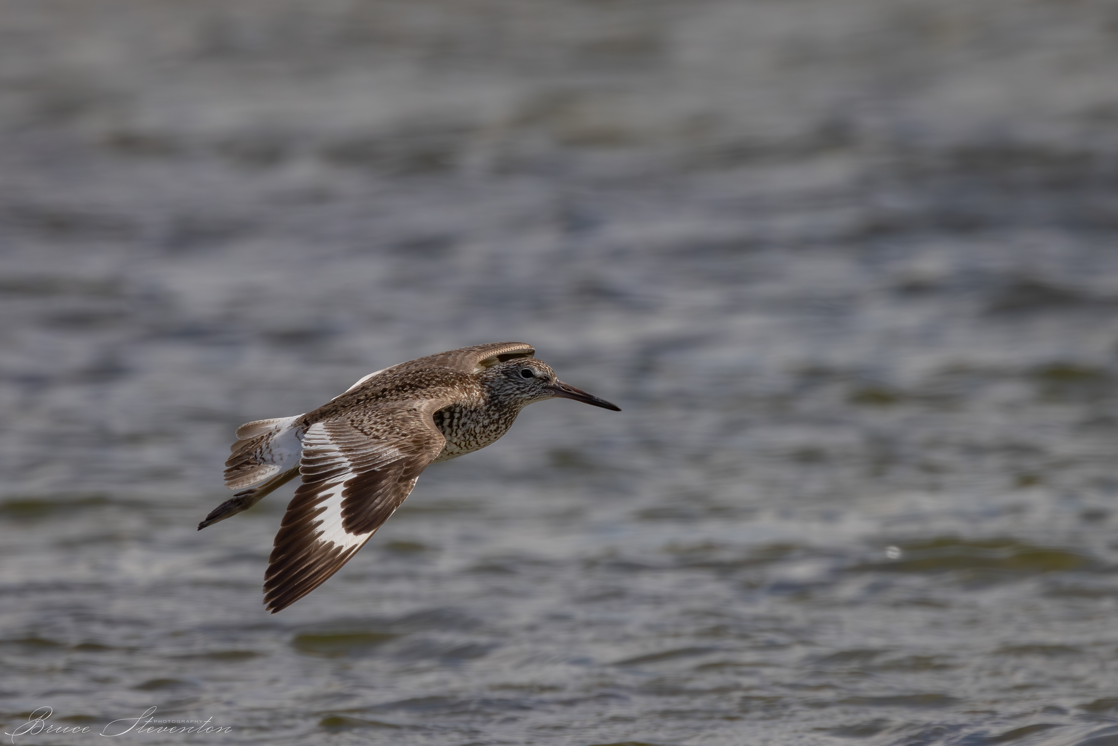 Willet
