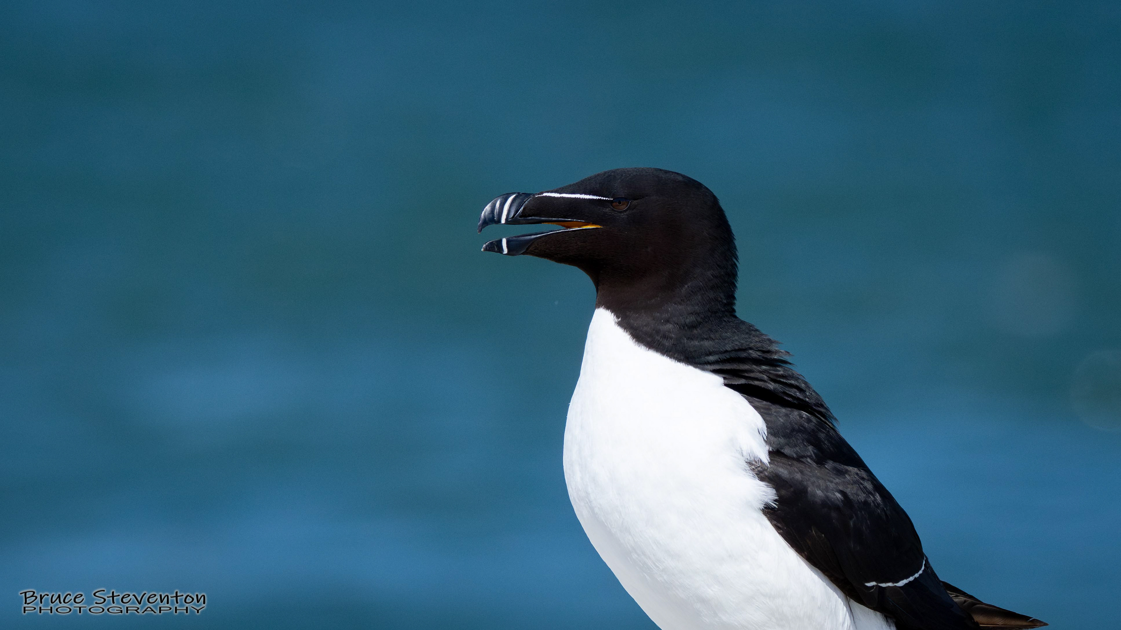 Razorbill