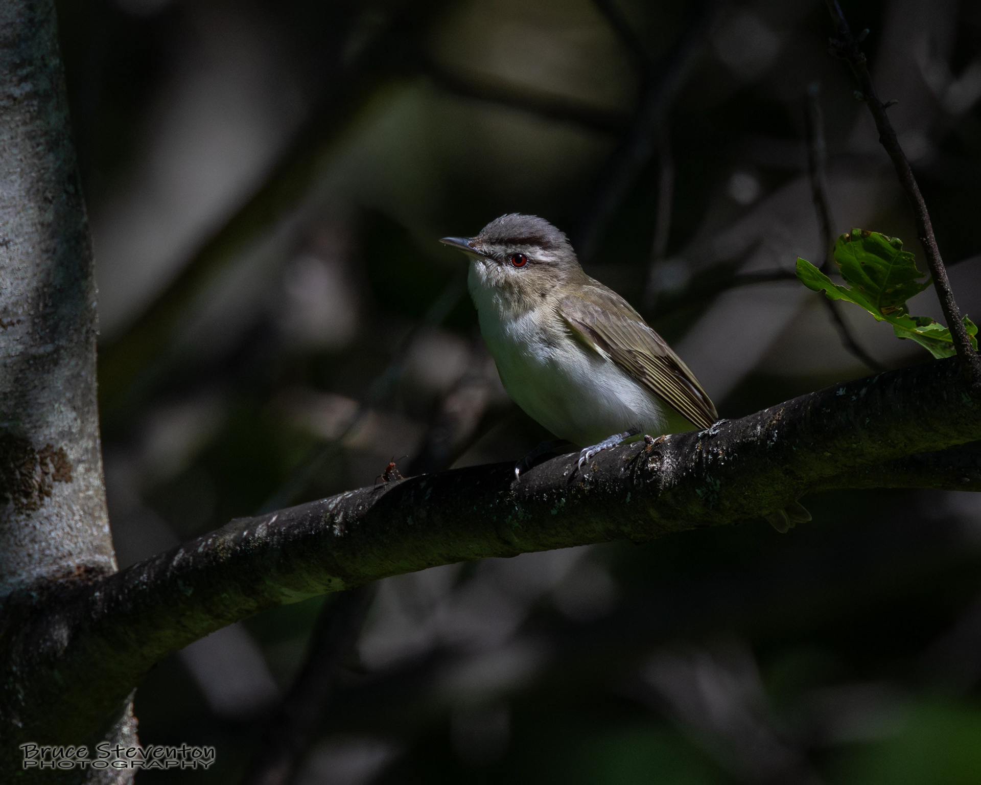 Red-eyed Vireo