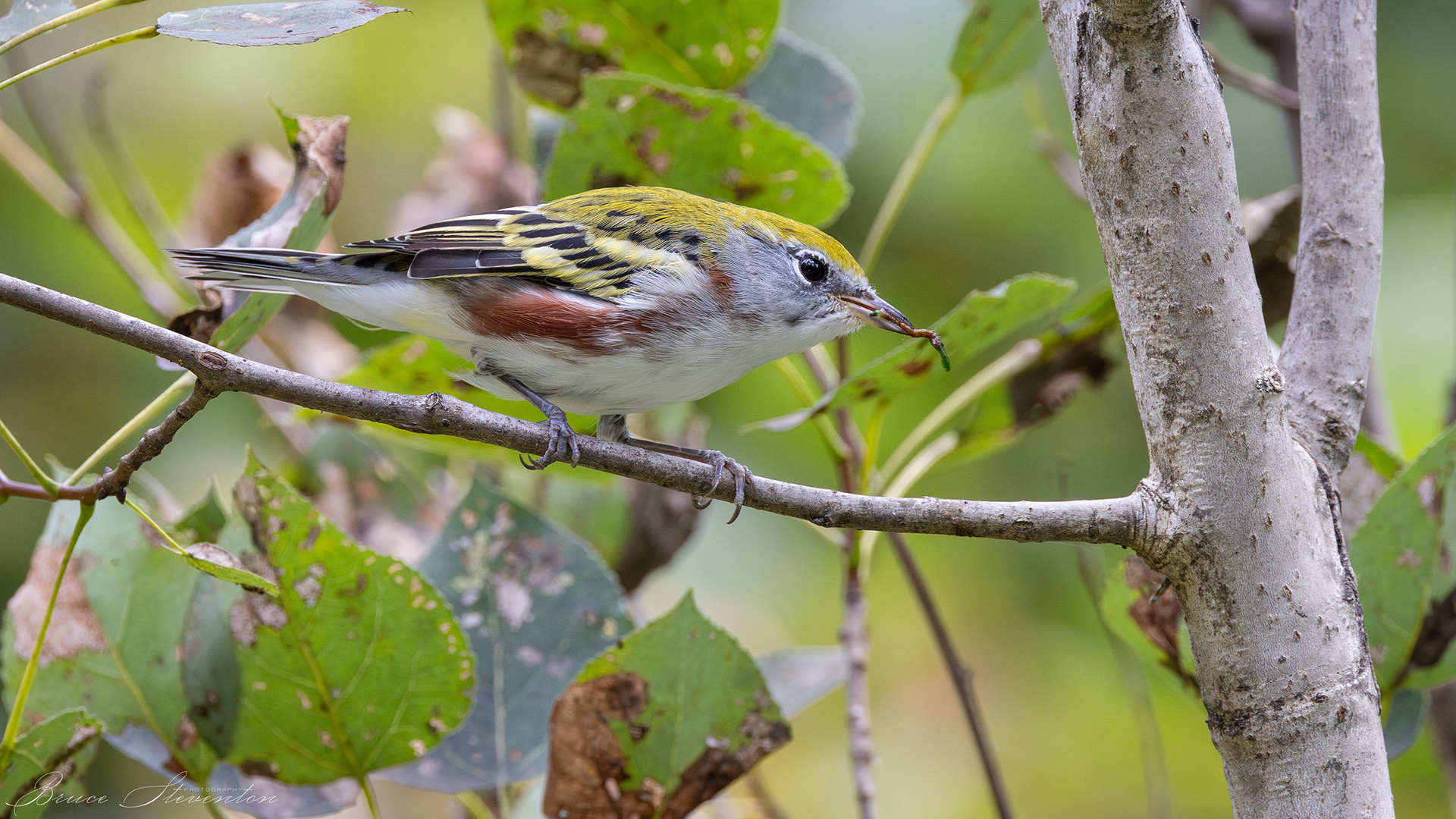 Chestnut-sided Warbler