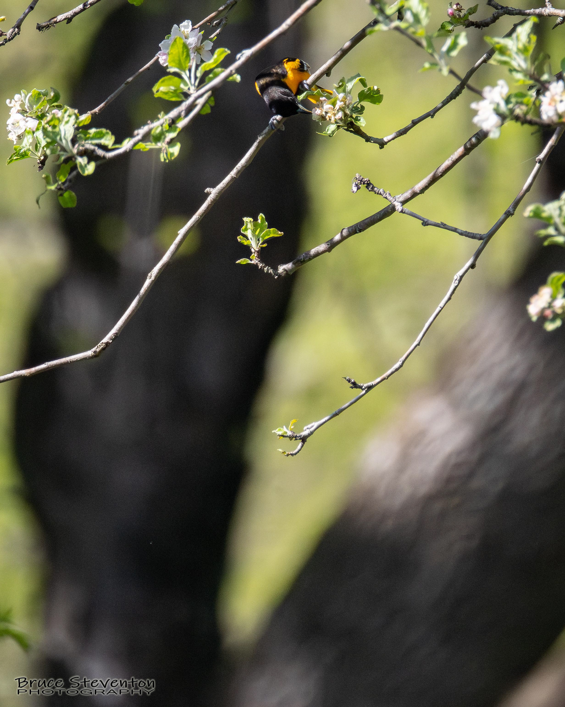 Searching the apple blossoms for caterpillars