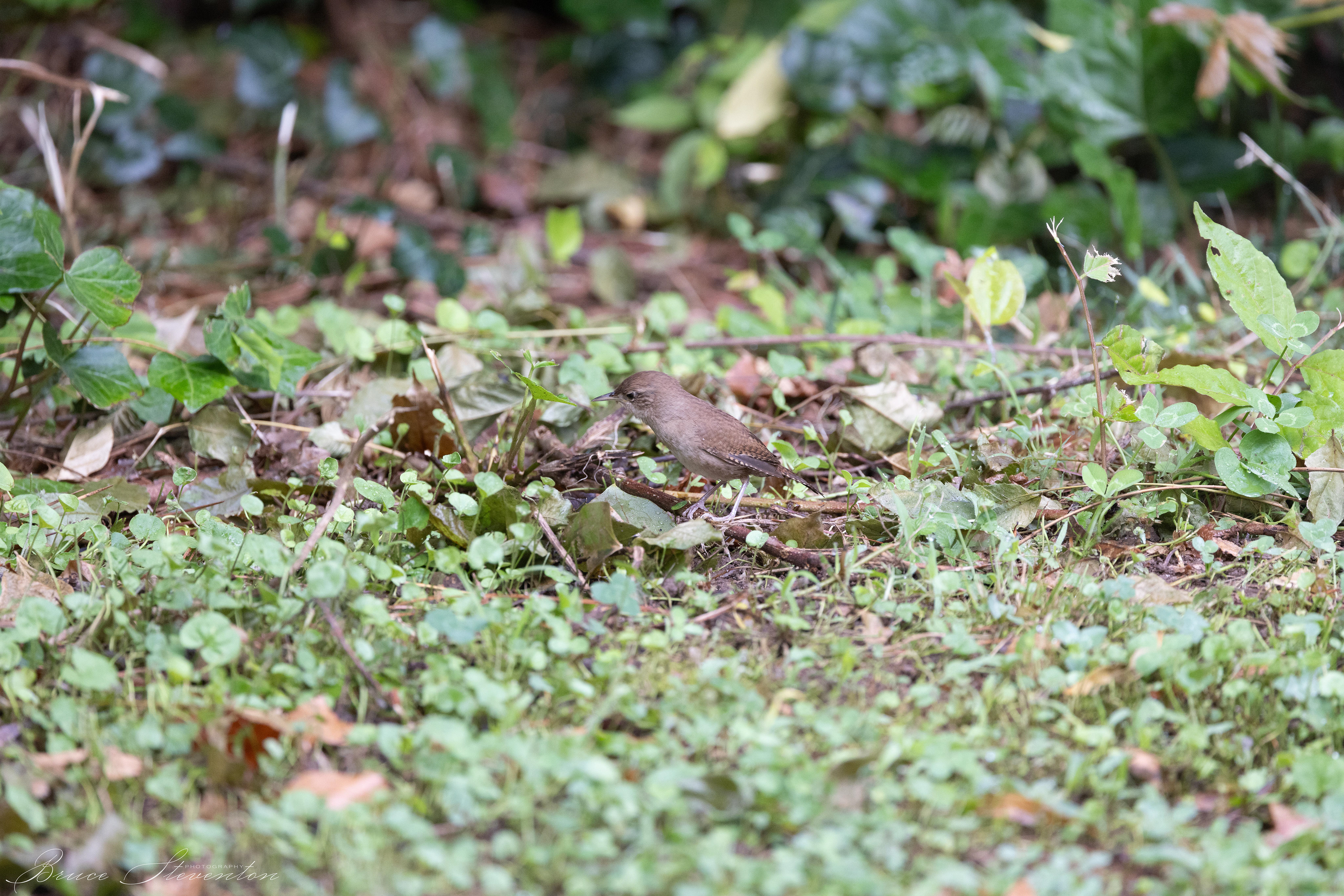 House Wren
