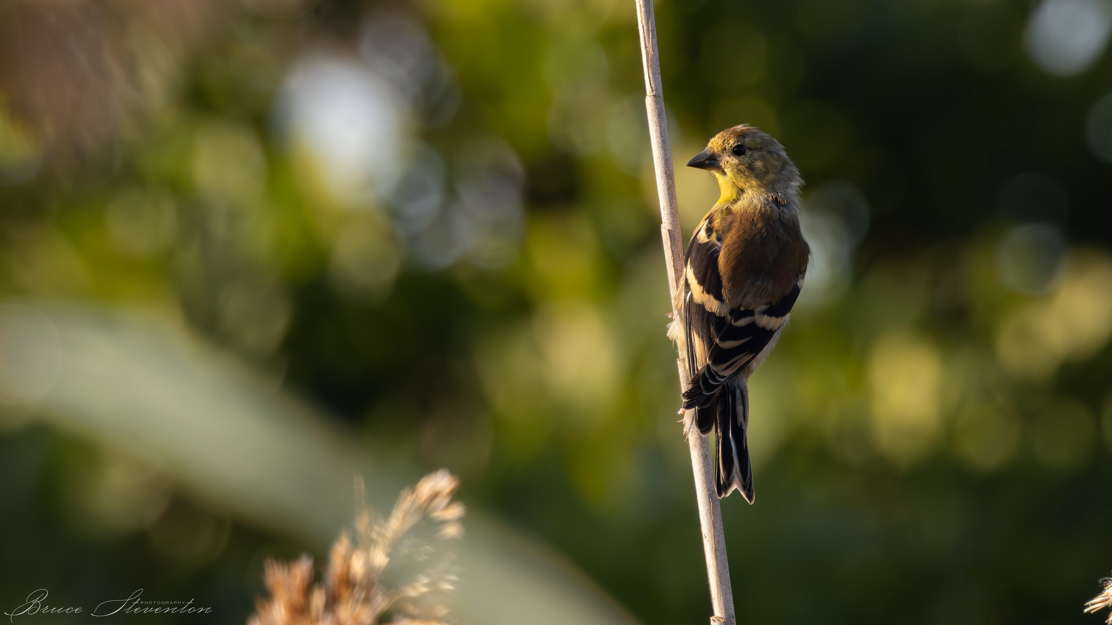 American Goldfinch