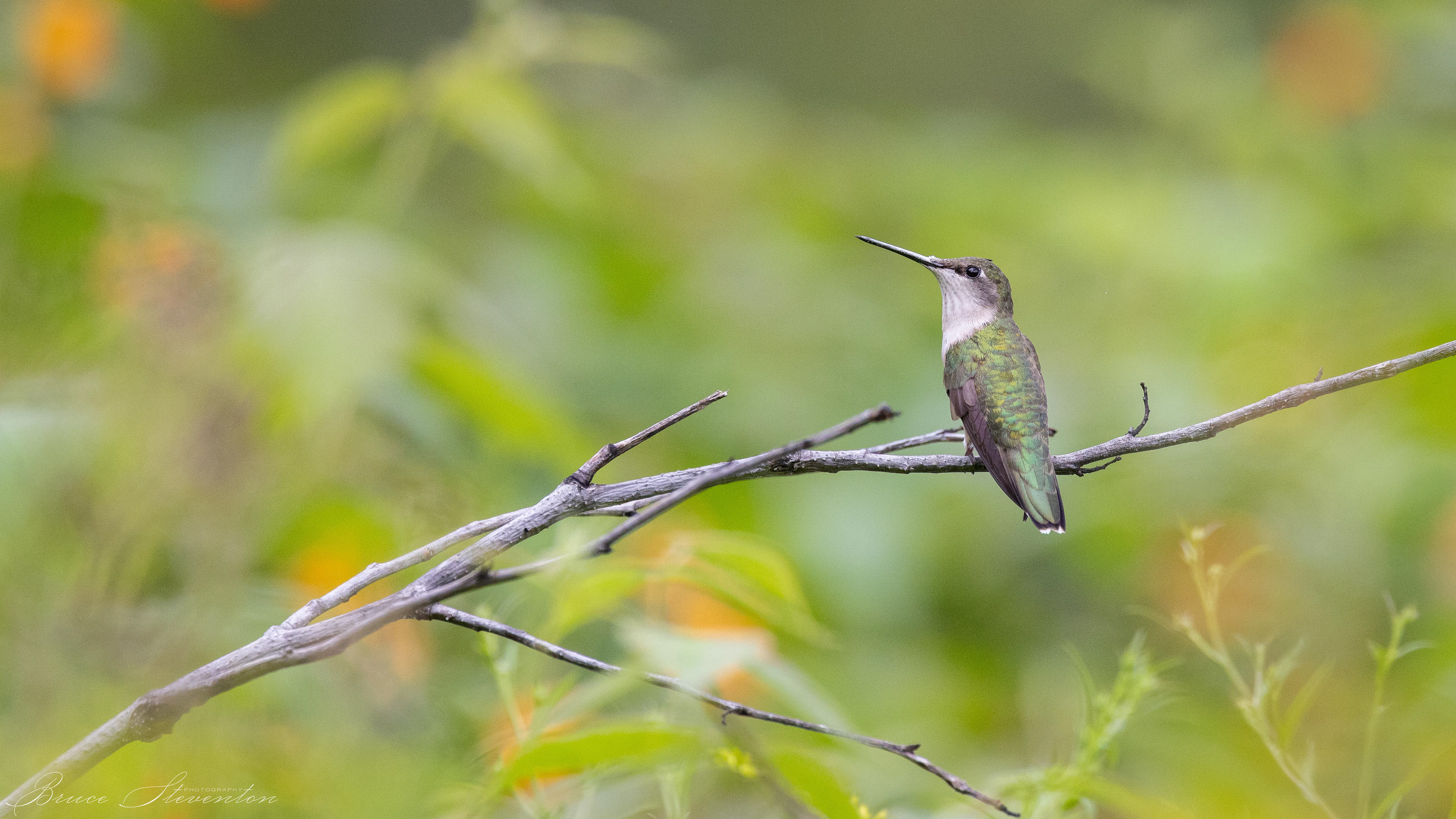 Ruby-throated Hummingbird near Jewel Weed