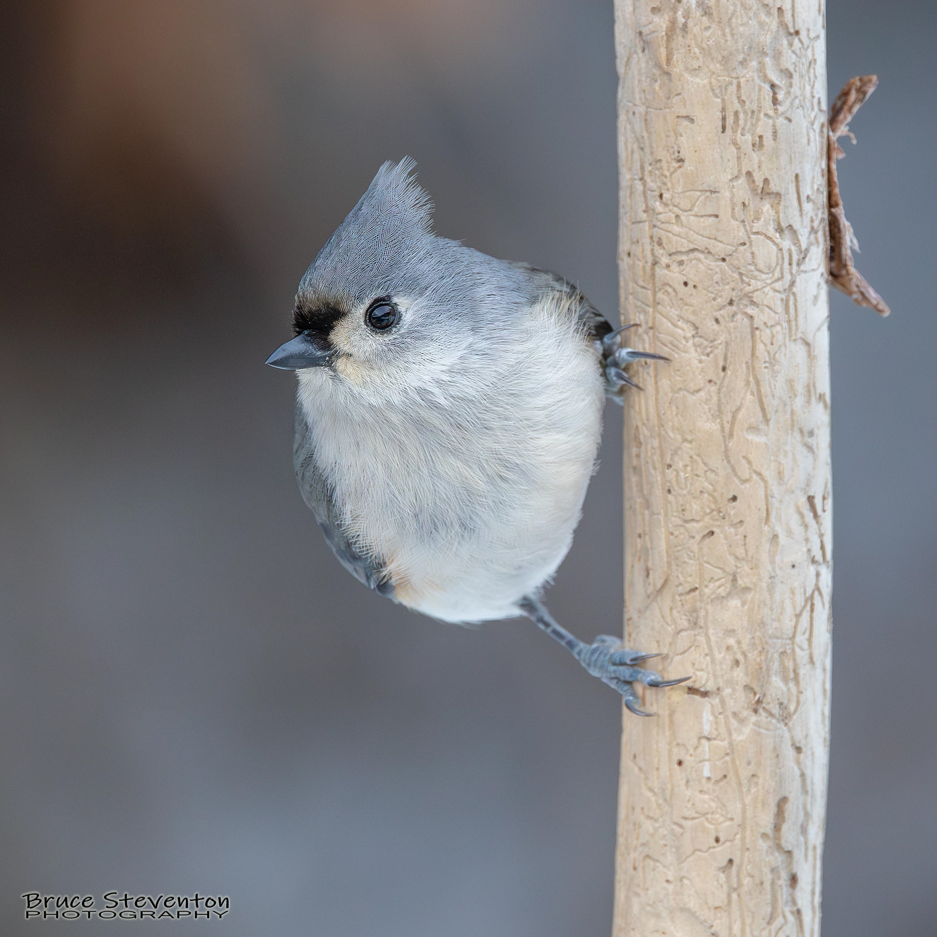 Tufted Titmouse