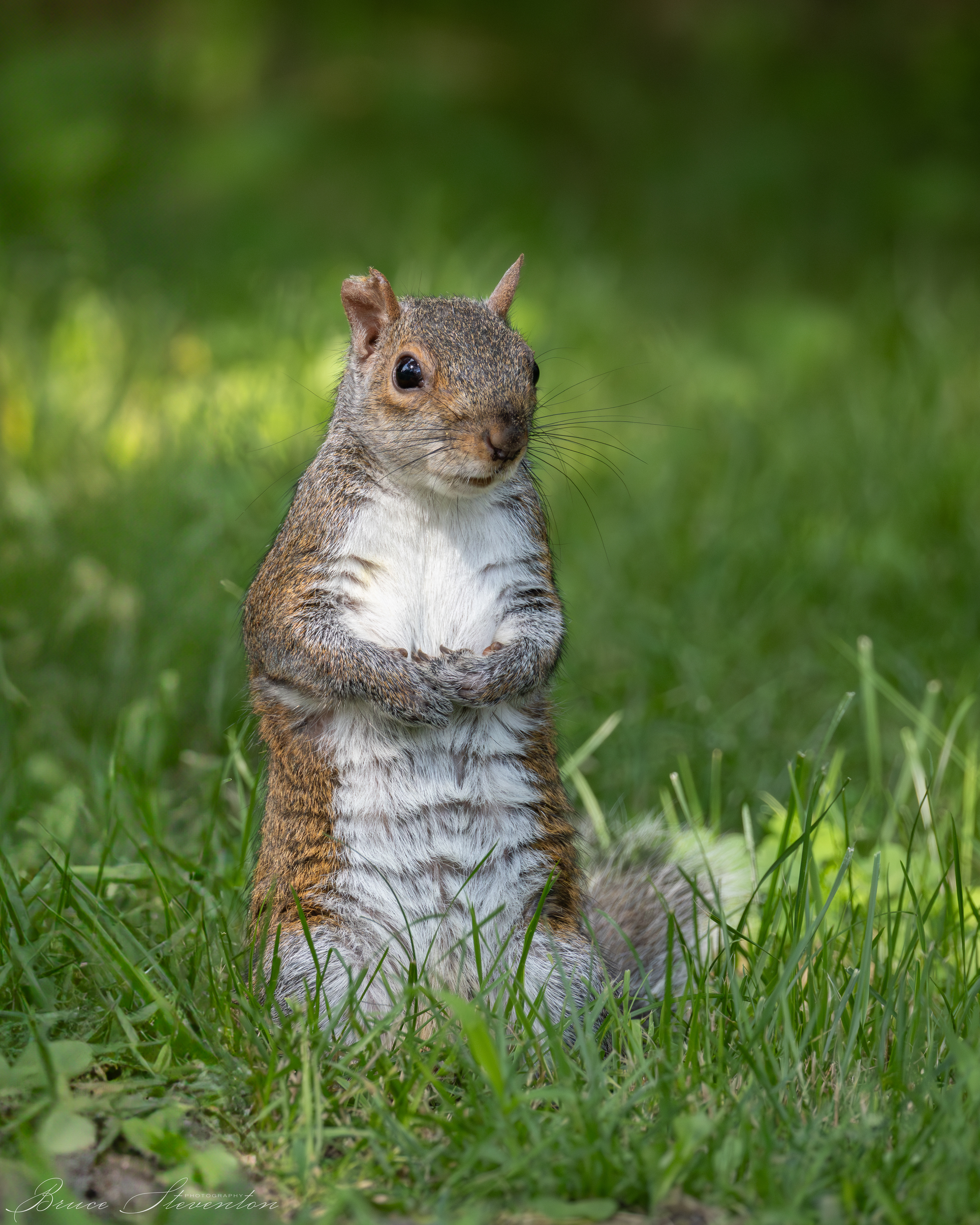 Gray Squirrel