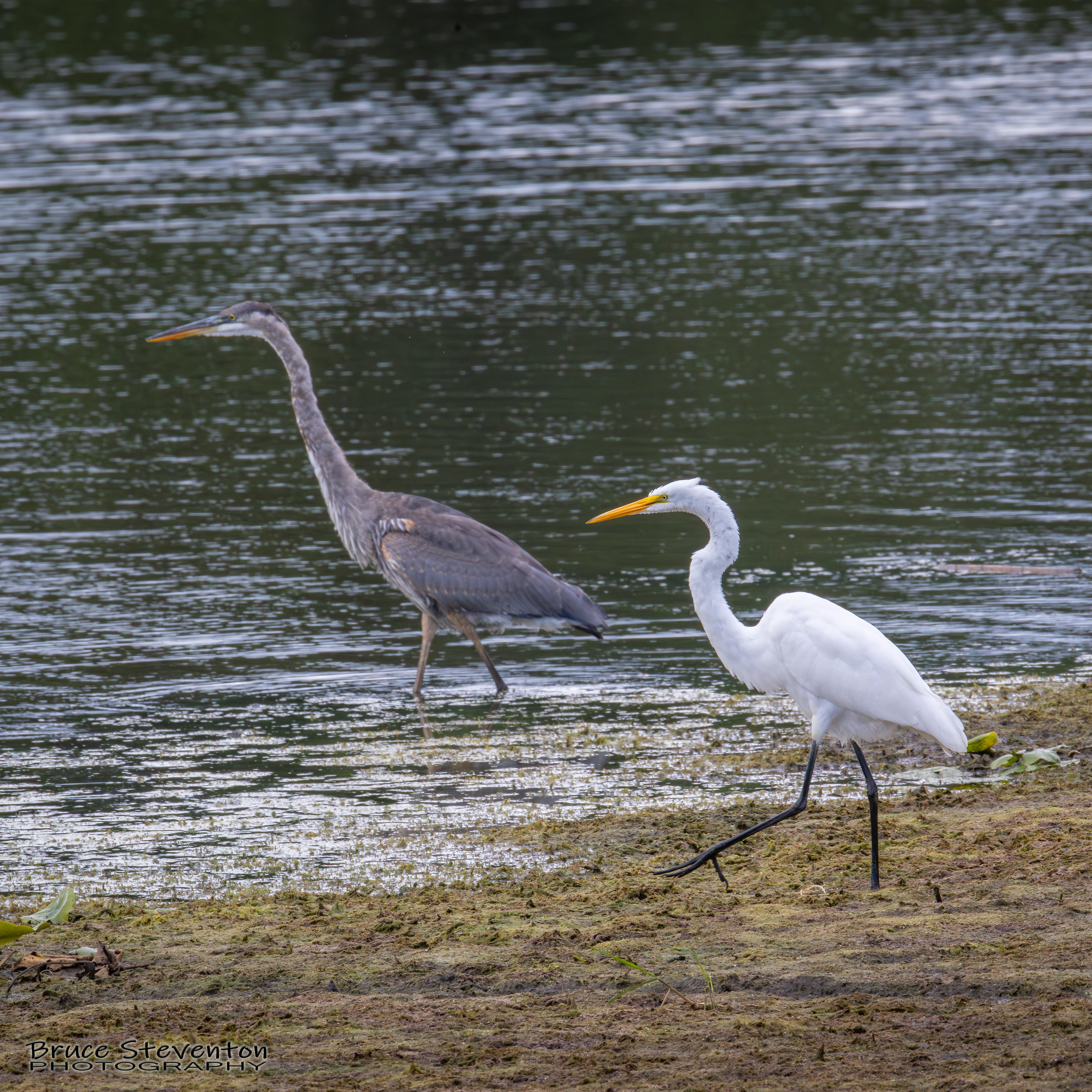 Great Blue Heron & Great Egret