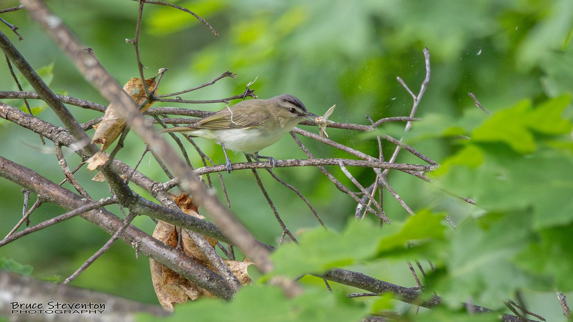 Red-eyed Vireo