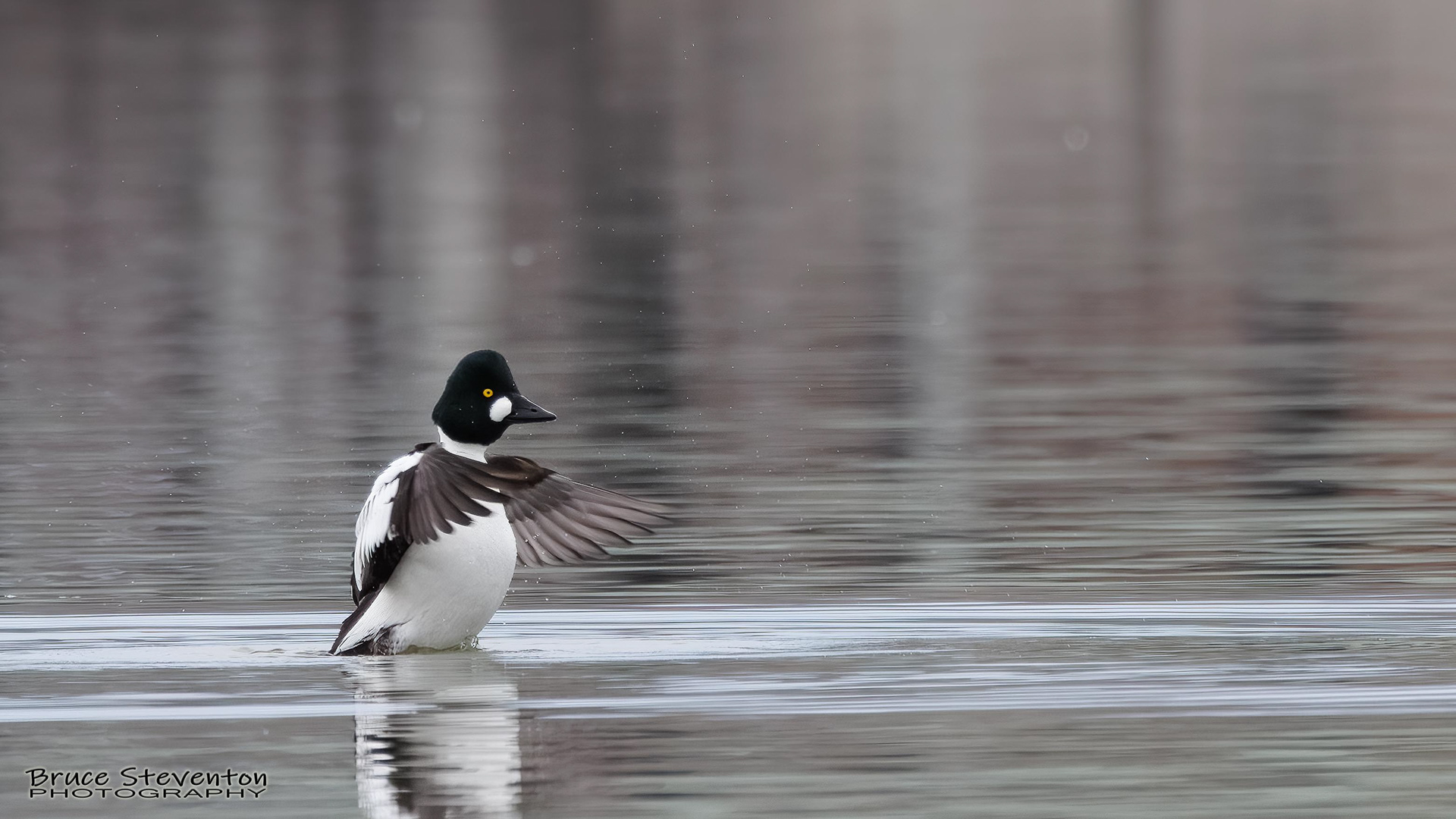 Common Goldeneye - Addison, VT