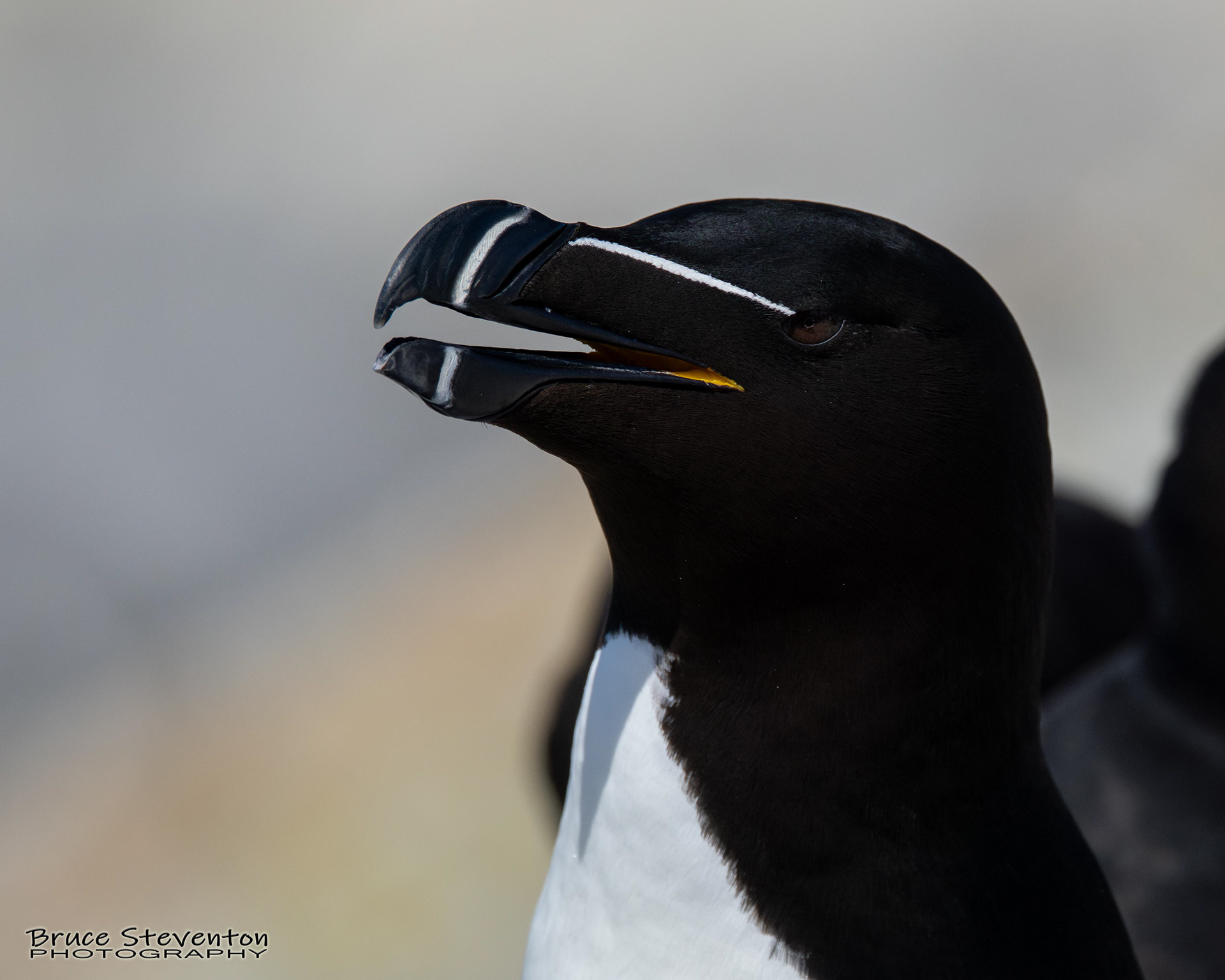 Razorbill