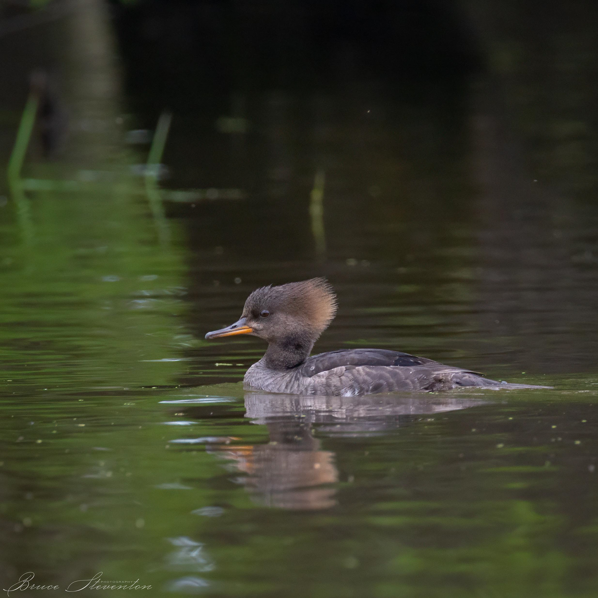 Hooded Merganser