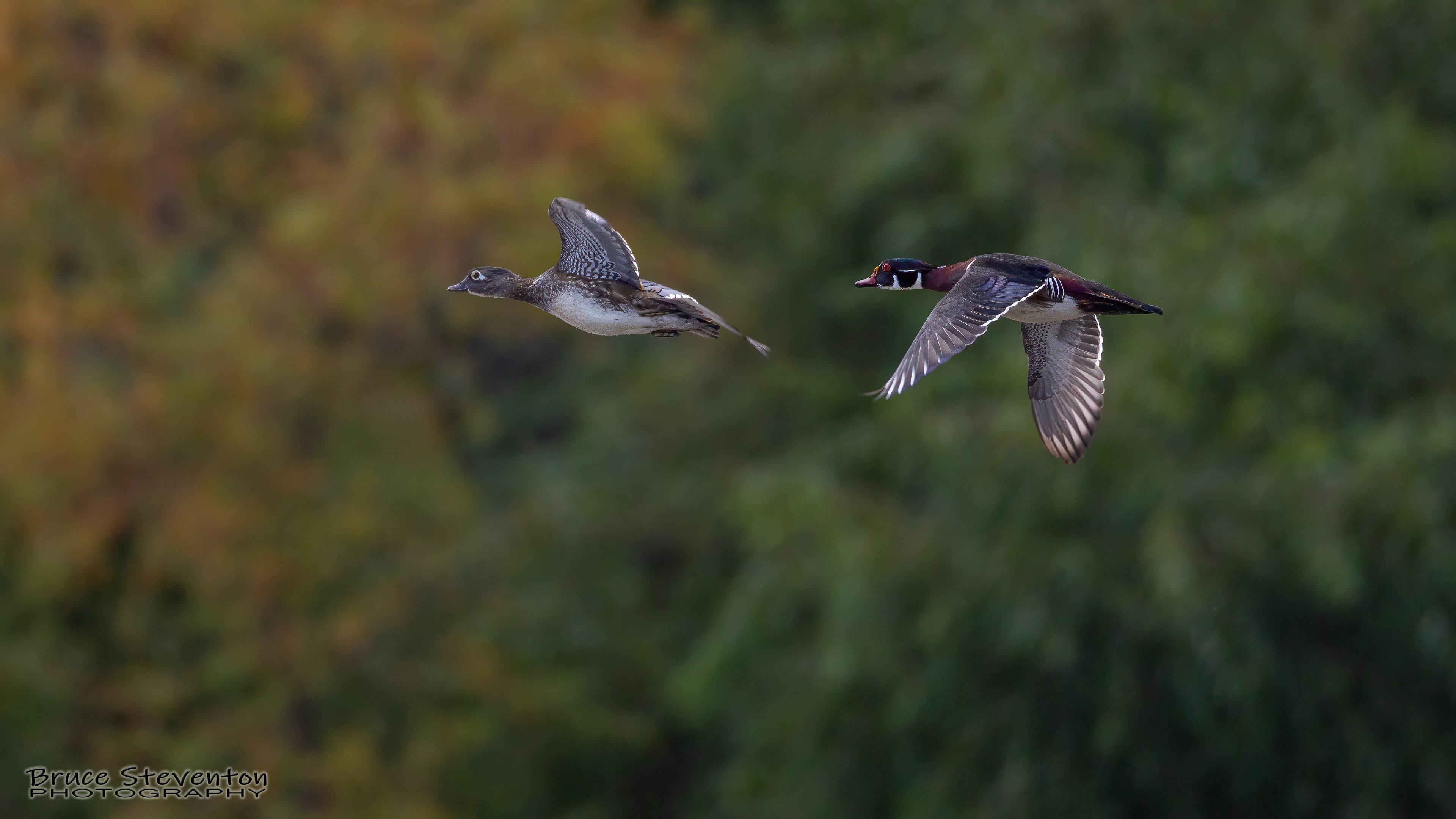 Wood Duck - Rochester, VT