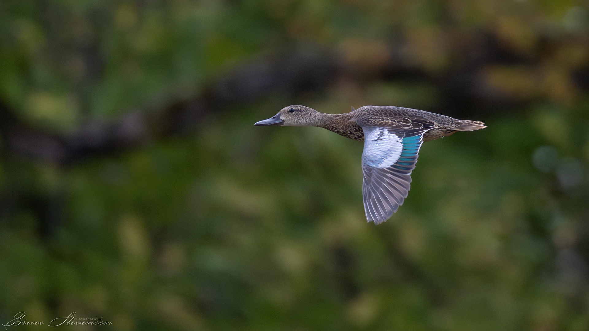 Blue-winged Teal
