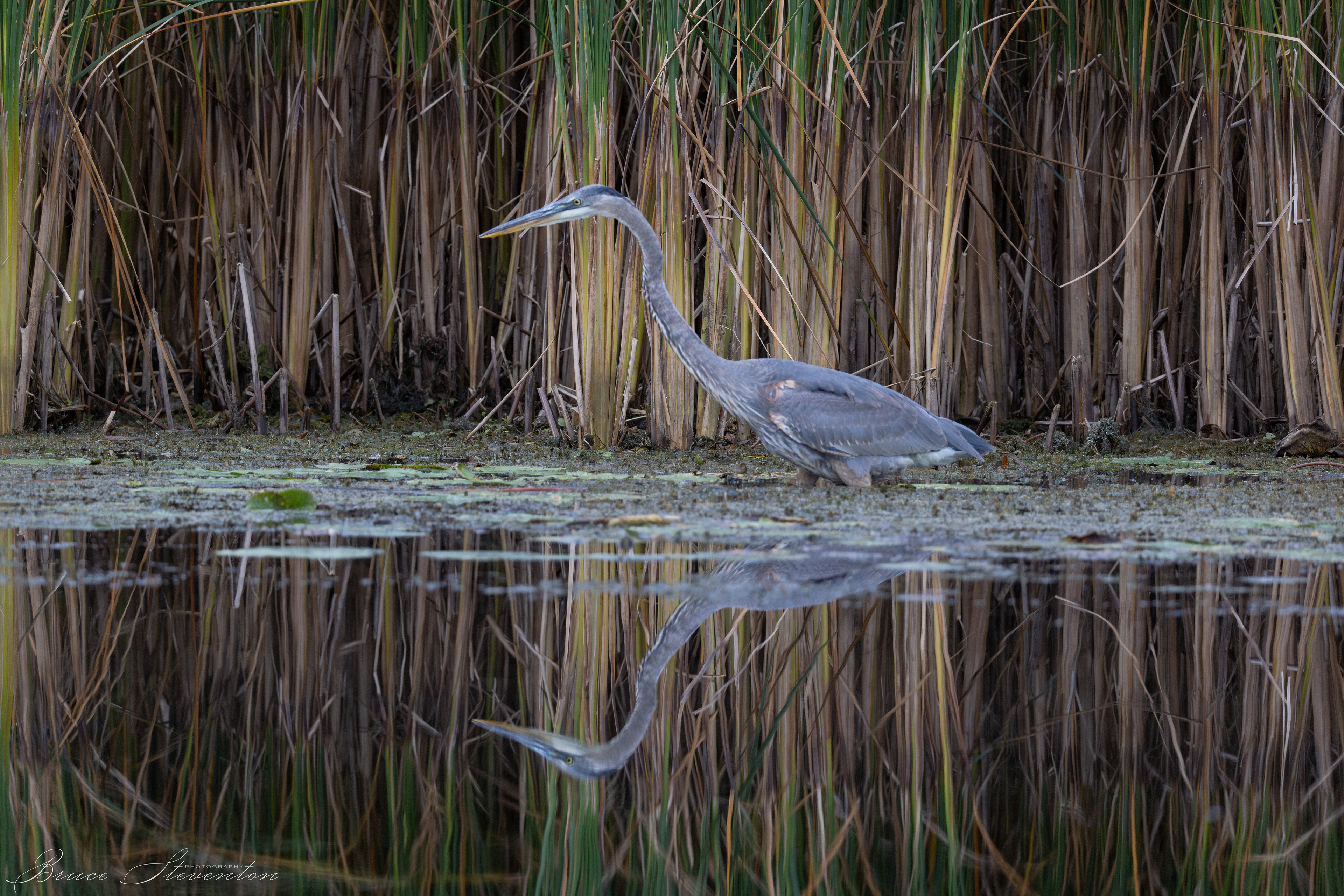 Great Blue Heron