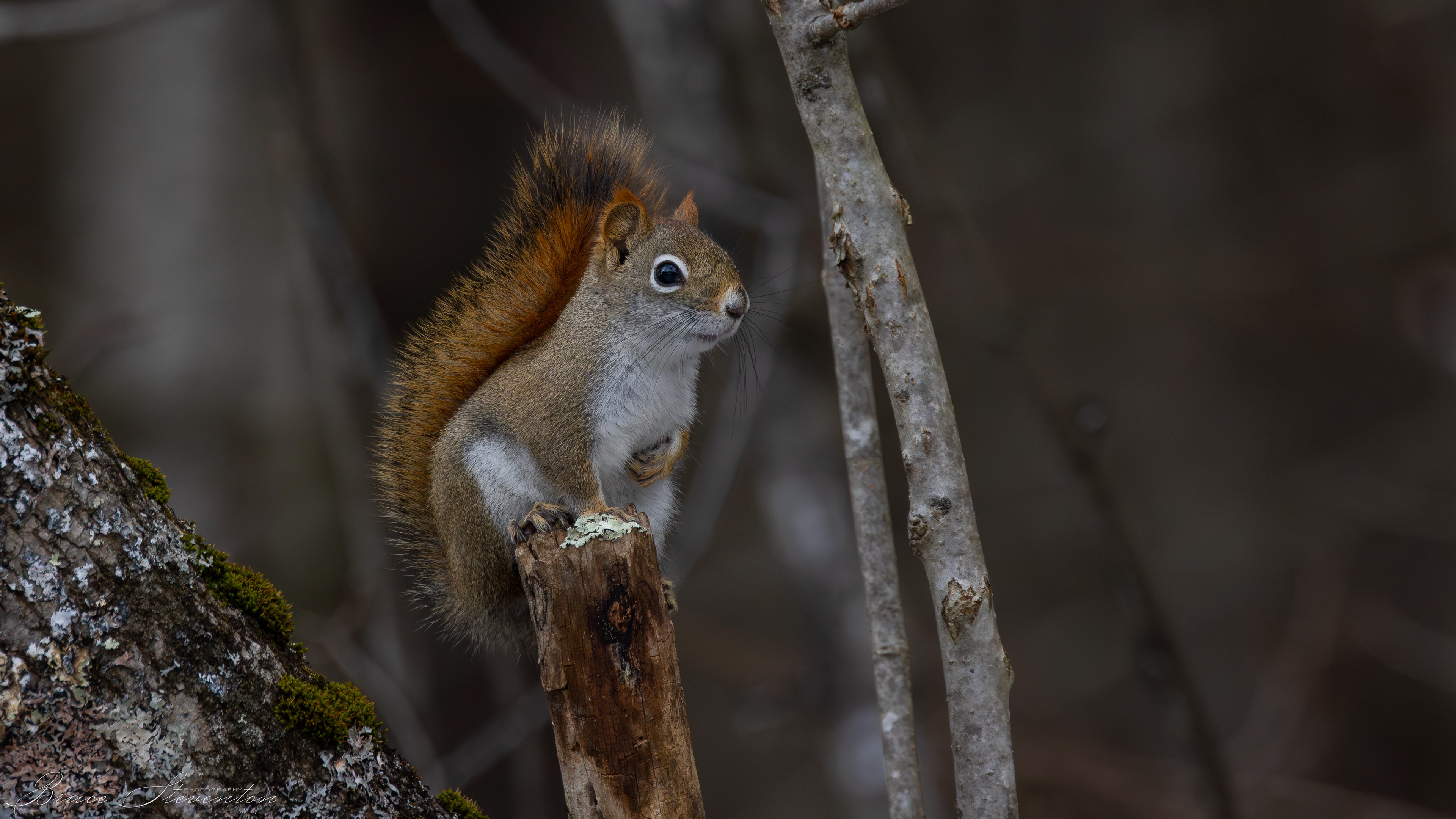 Red Squirrel - Rochester, VT