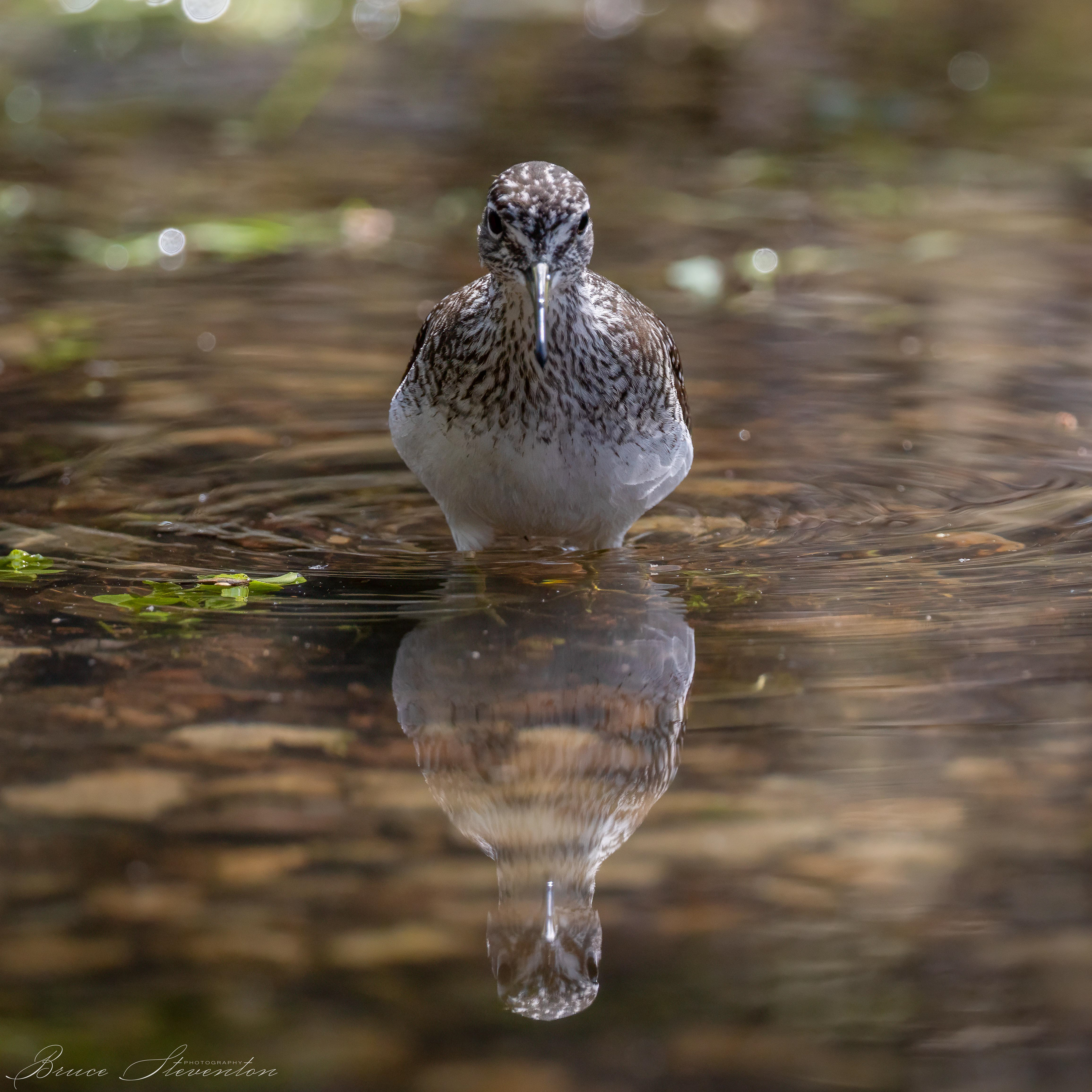 Spotted Sandpiper
