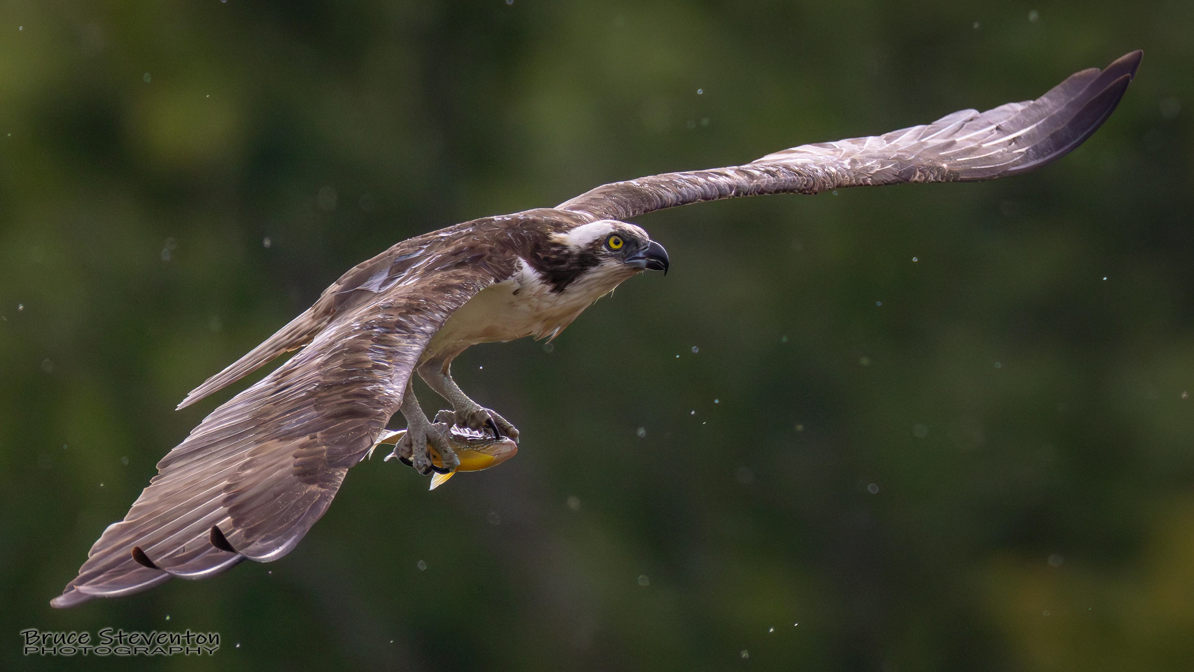 Osprey