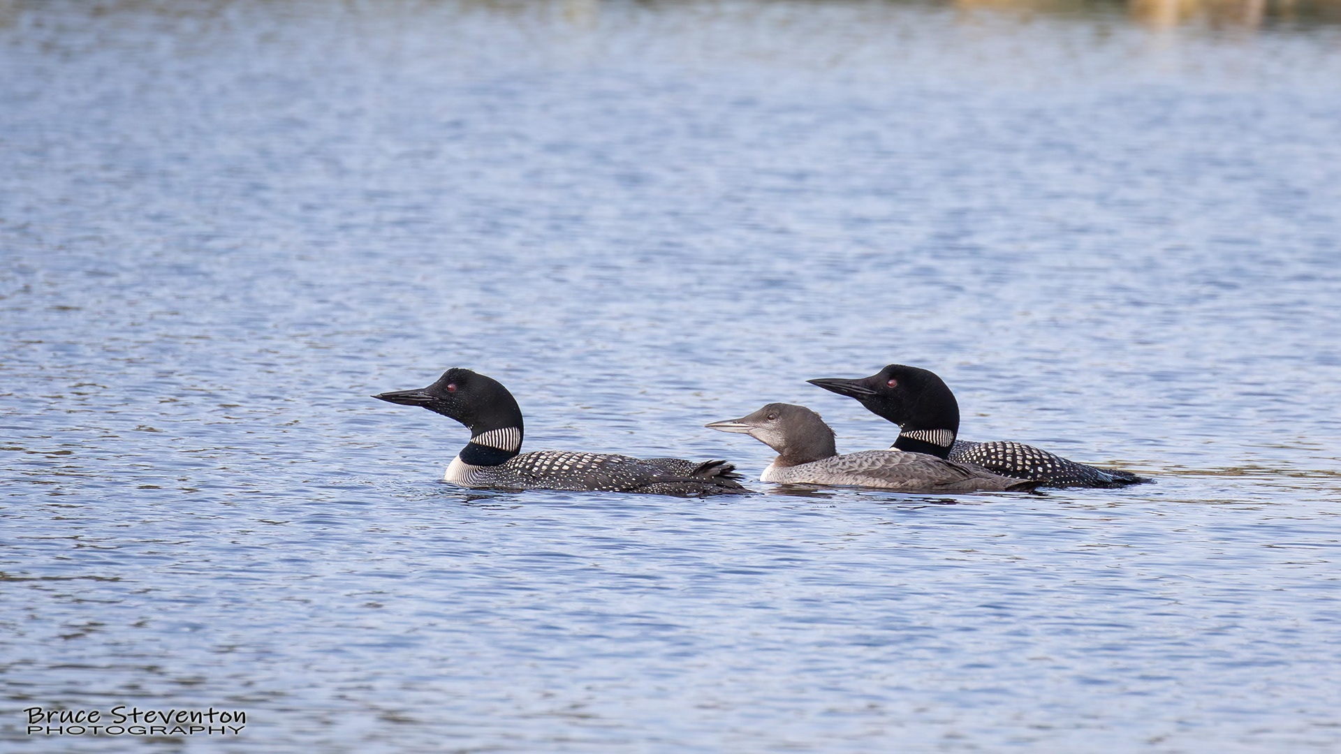 Common Loon - West Gardiner, ME