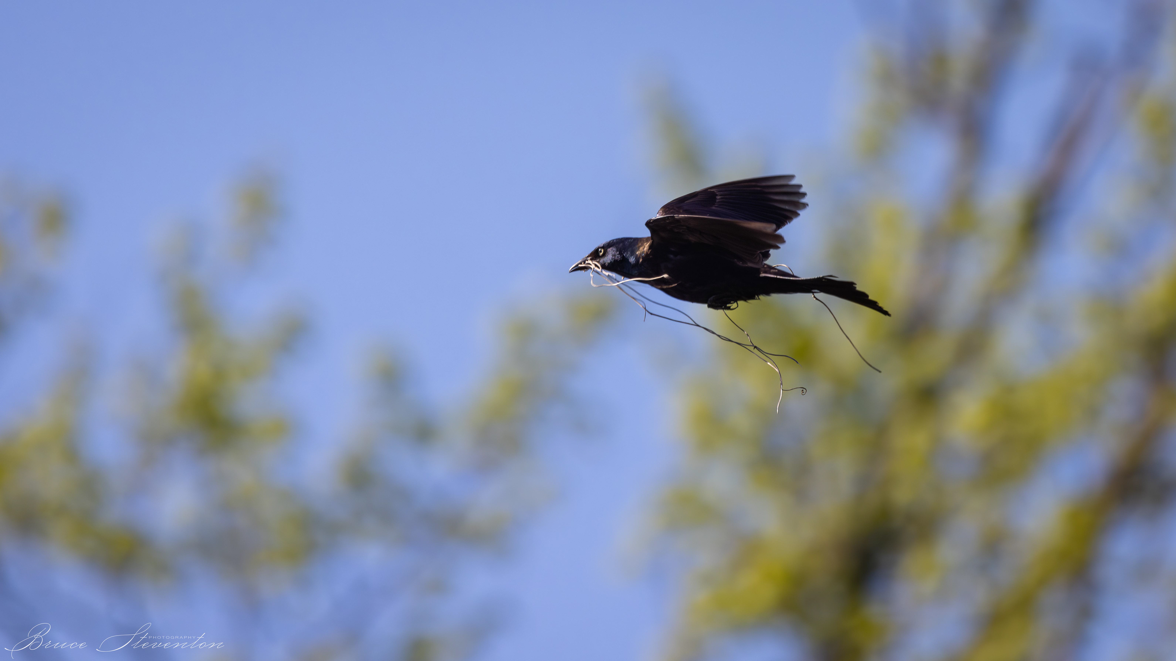 Common Grackle