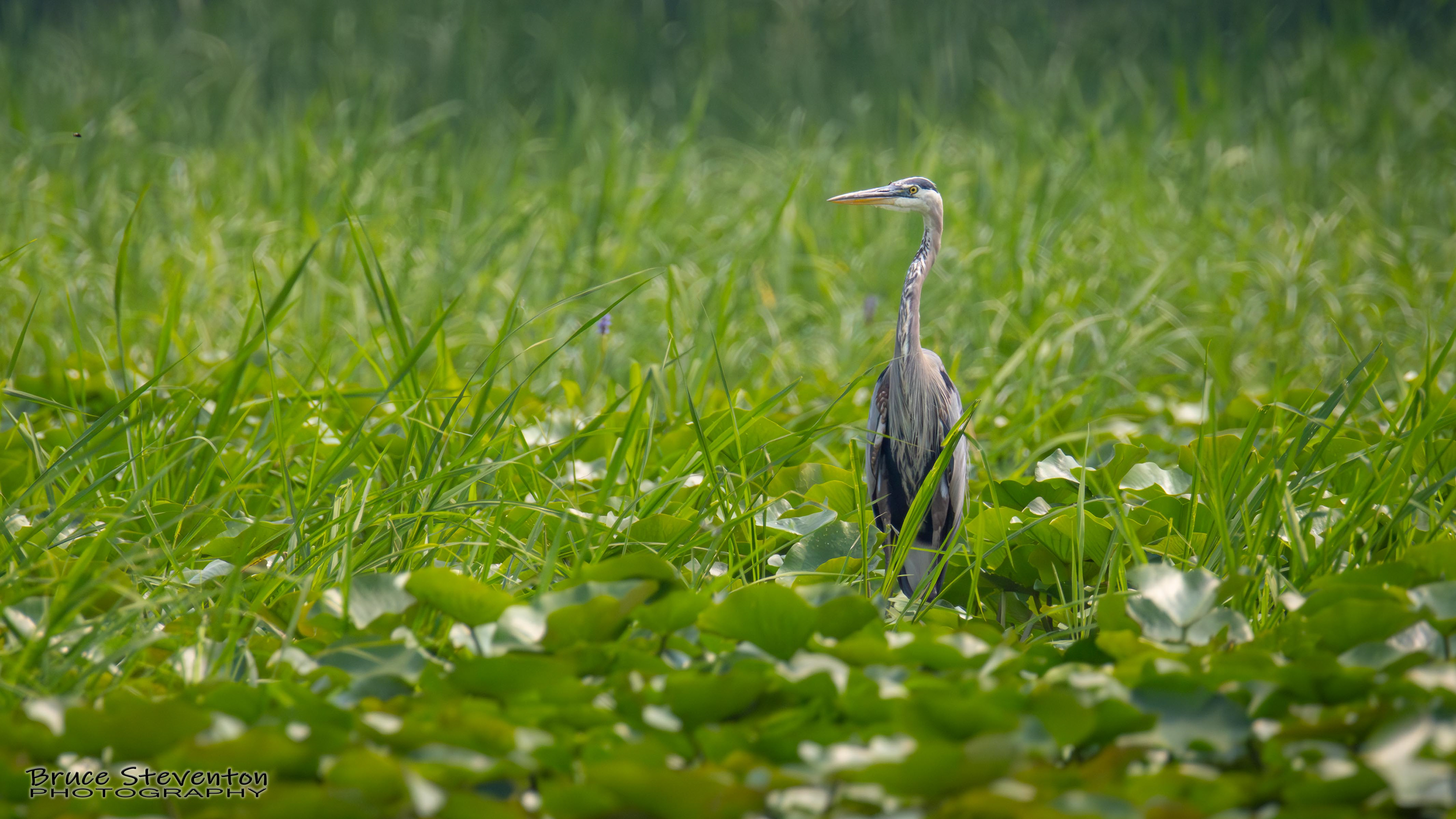 Great Blue Heron