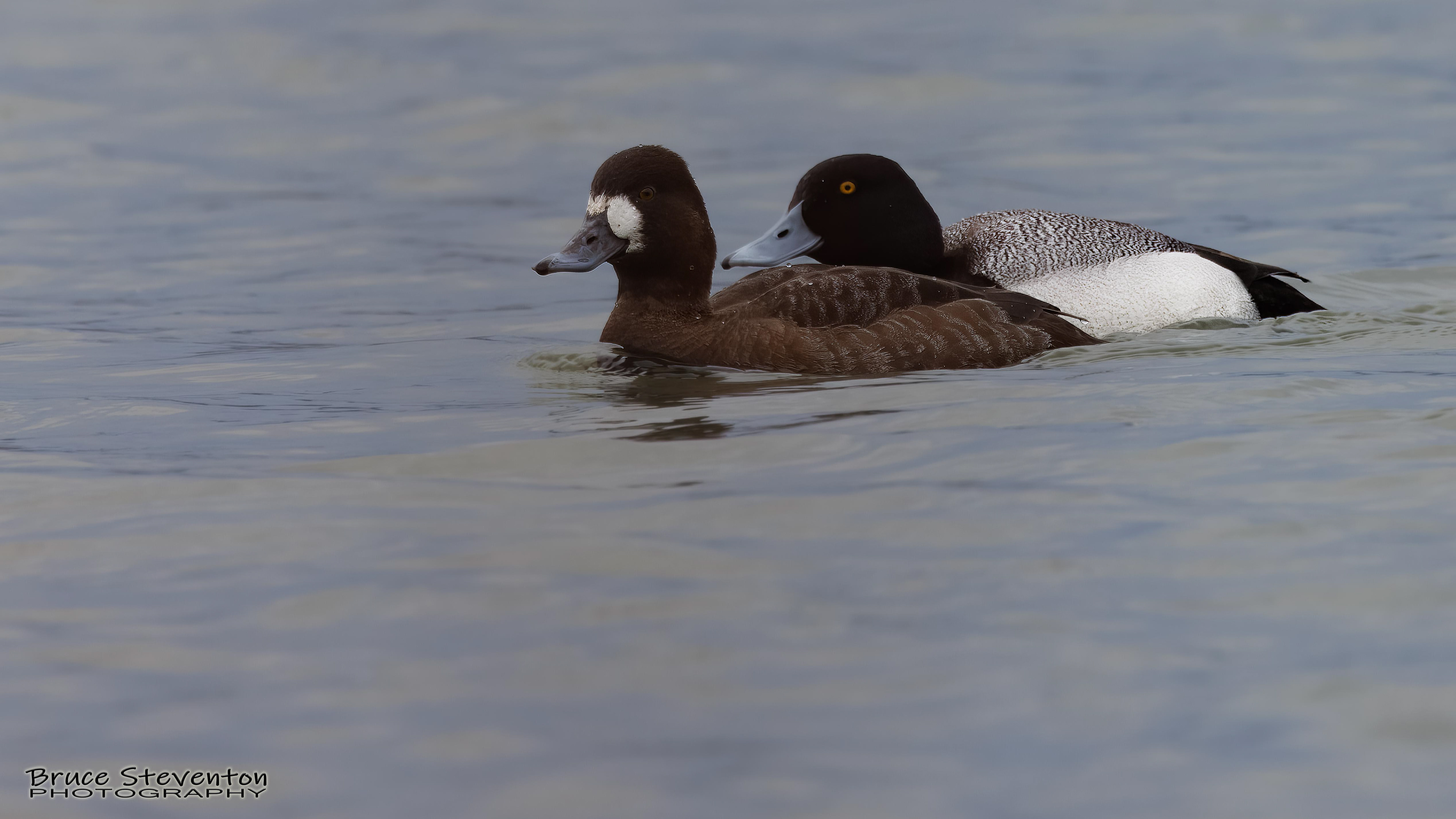 Greater Scaup - Addison, VT