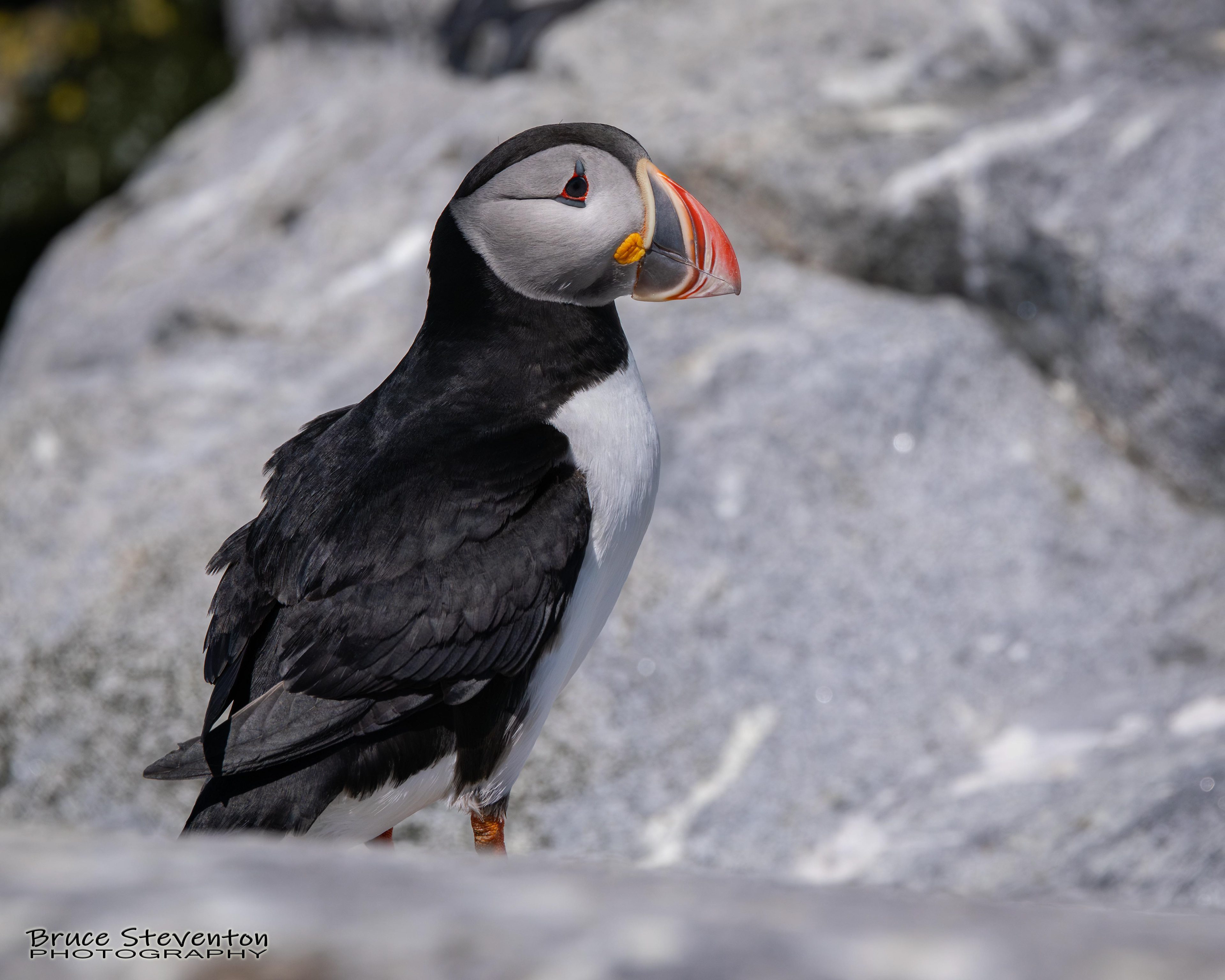 Atlantic Puffin