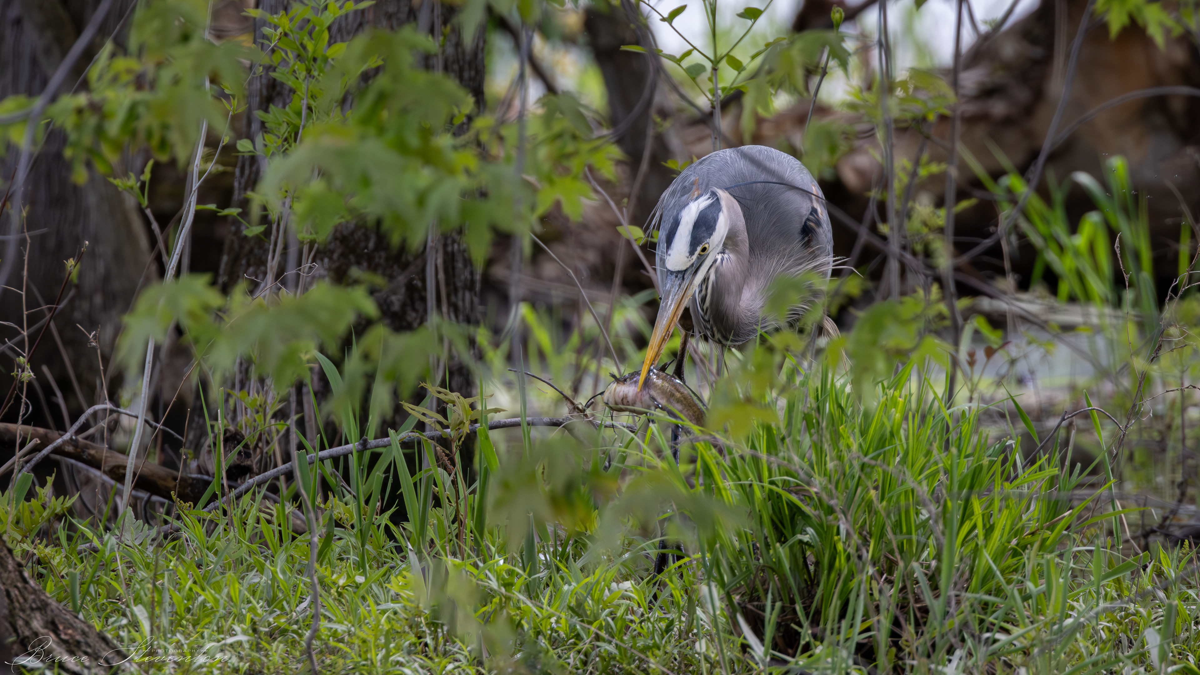 Great Blue Heron; How can he safely swallow a spiny bullhead?