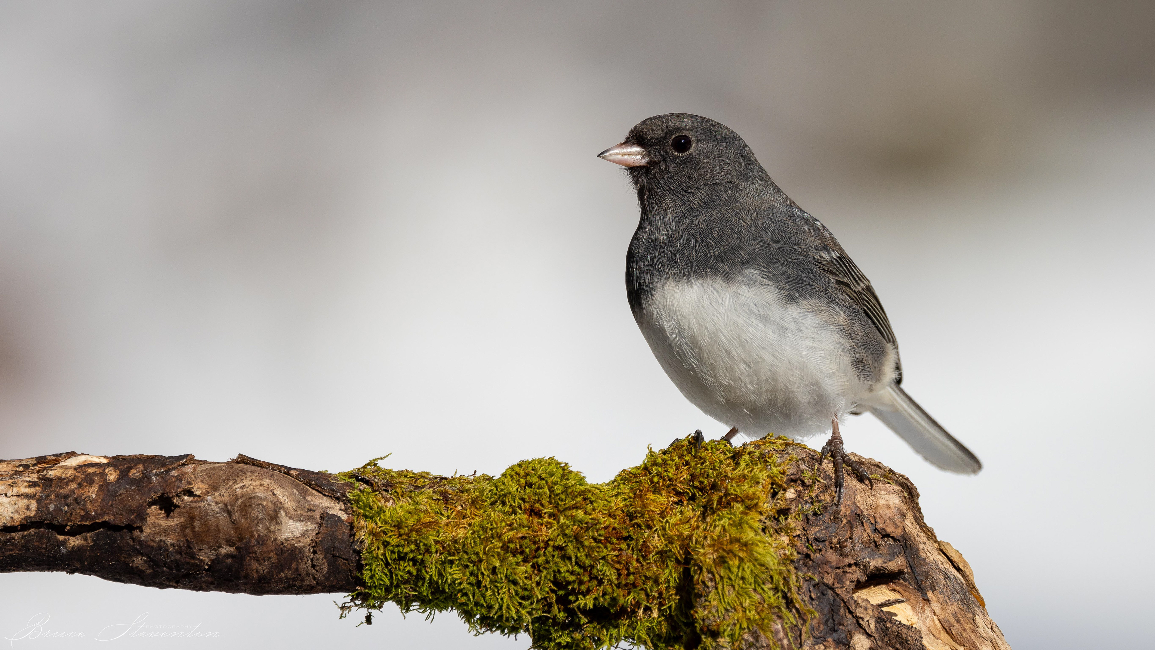 Dark-eyed Junco