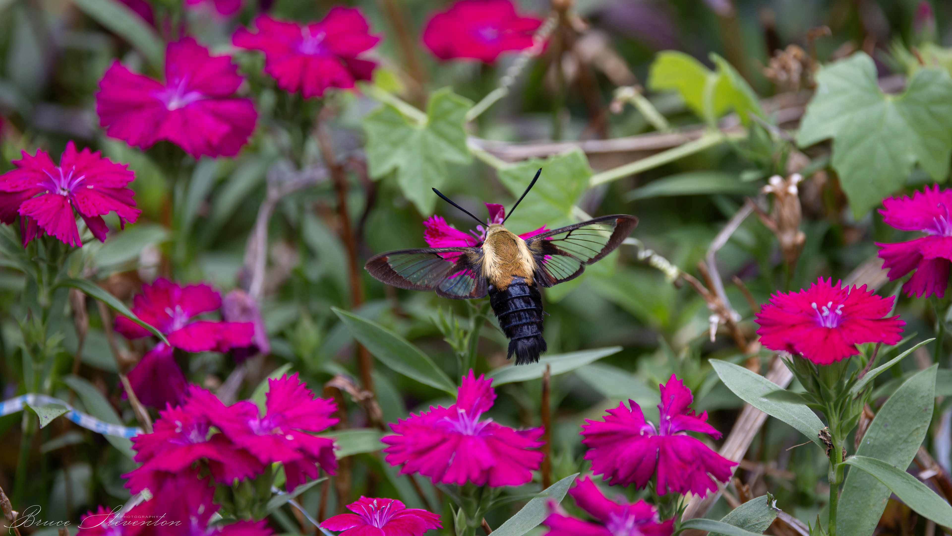 Hummingbird Clearwing Moth